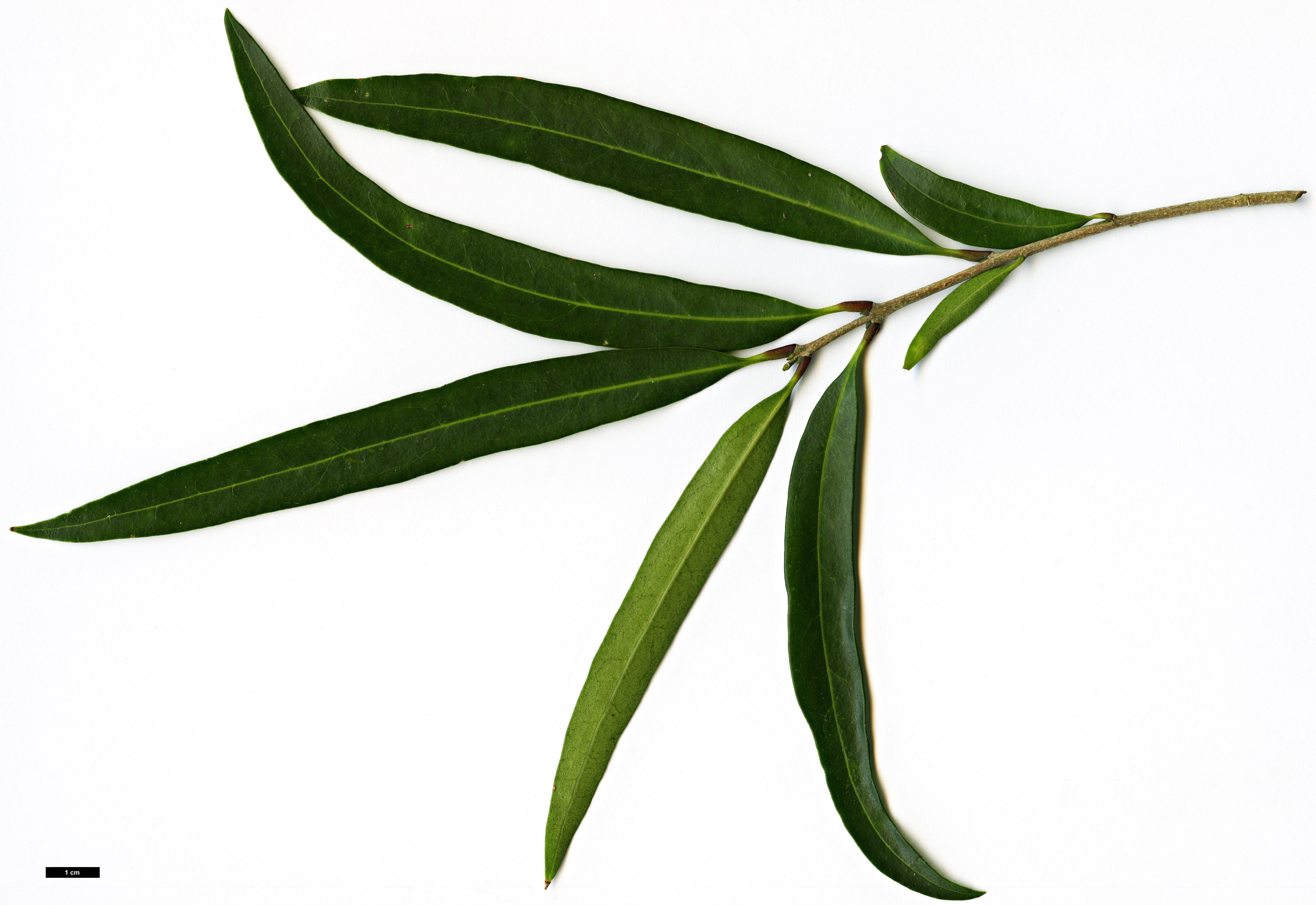 High resolution image: Family: Oleaceae - Genus: Nestegis - Taxon: montana High resolution image: Family: Oleaceae - Genus: Nestegis - Taxon: montana