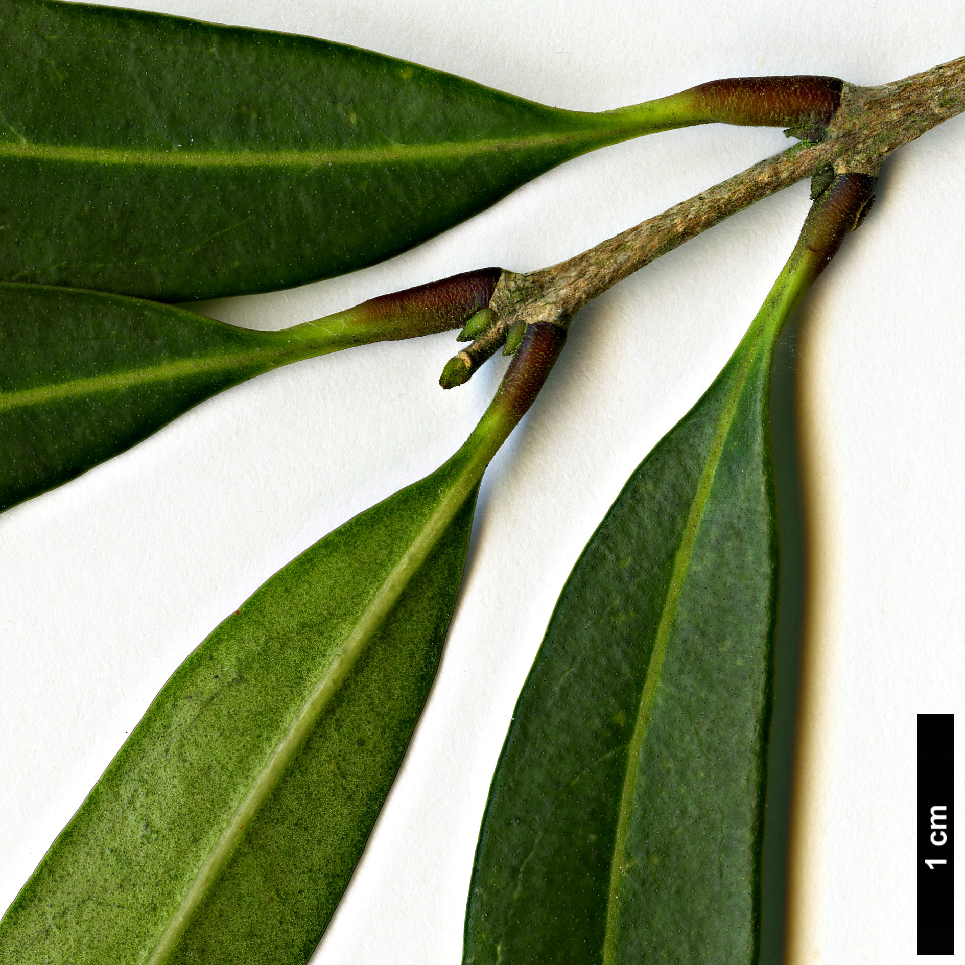 High resolution image: Family: Oleaceae - Genus: Nestegis - Taxon: montana High resolution image: Family: Oleaceae - Genus: Nestegis - Taxon: montana