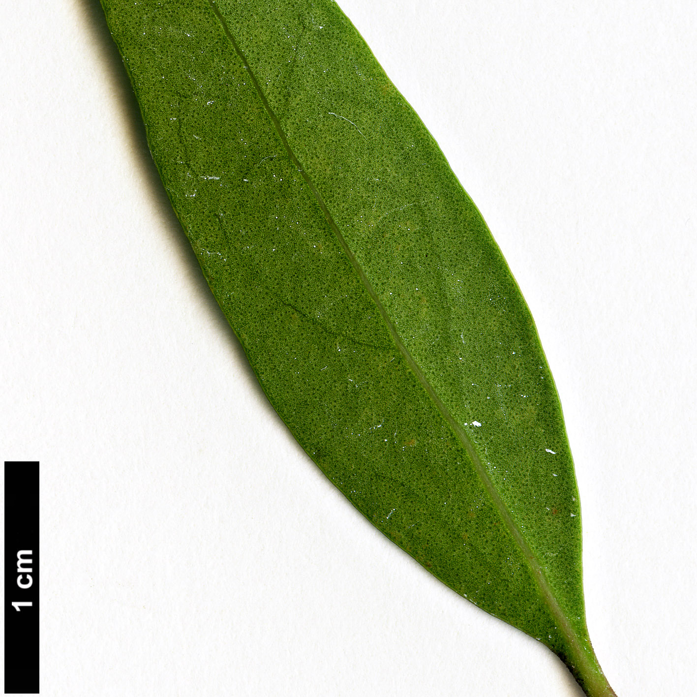 High resolution image: Family: Oleaceae - Genus: Notelaea - Taxon: ligustrina