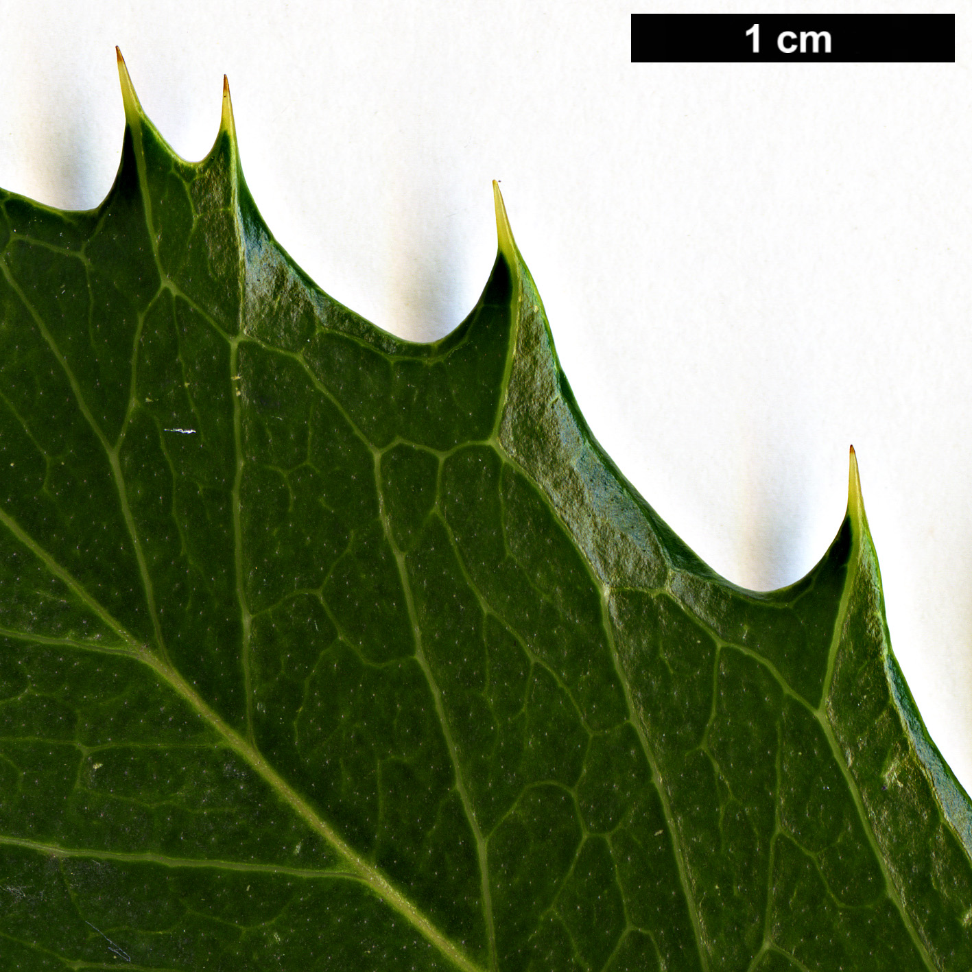 High resolution image: Family: Oleaceae - Genus: Osmanthus - Taxon: armatus