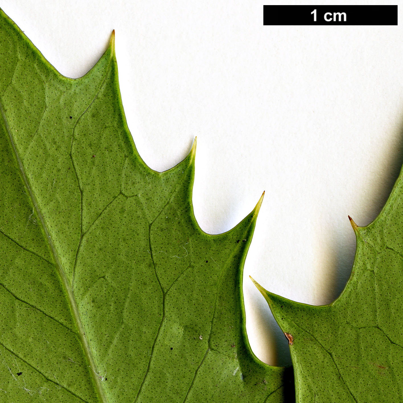 High resolution image: Family: Oleaceae - Genus: Osmanthus - Taxon: armatus