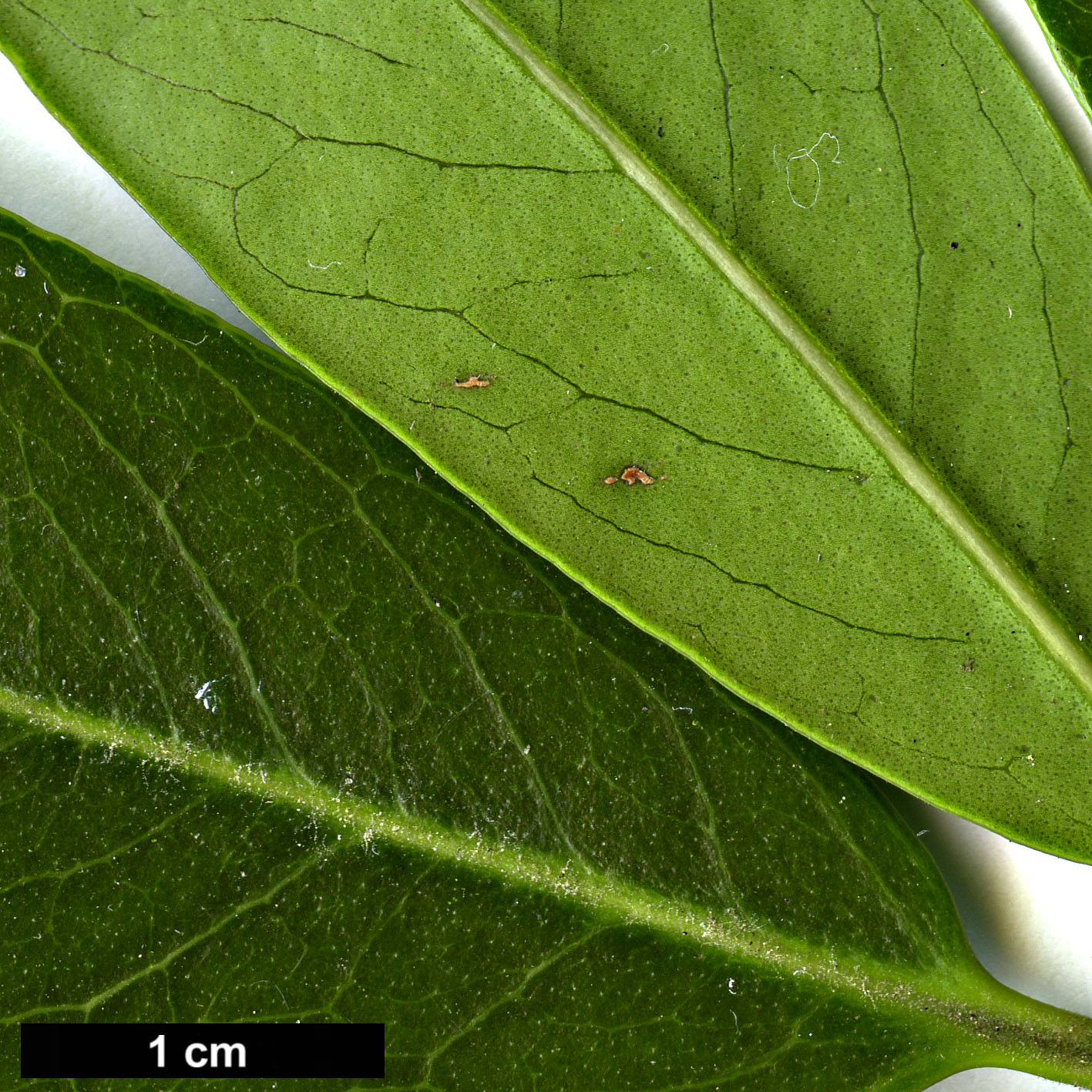 High resolution image: Family: Oleaceae - Genus: Osmanthus - Taxon: armatus