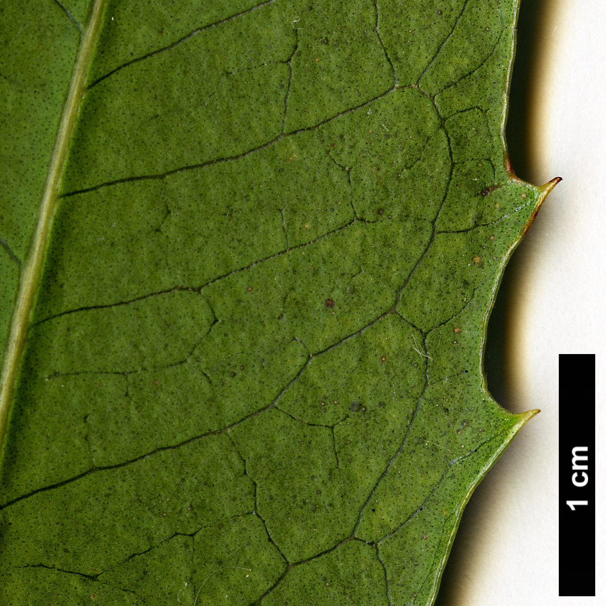High resolution image: Family: Oleaceae - Genus: Osmanthus - Taxon: armatus