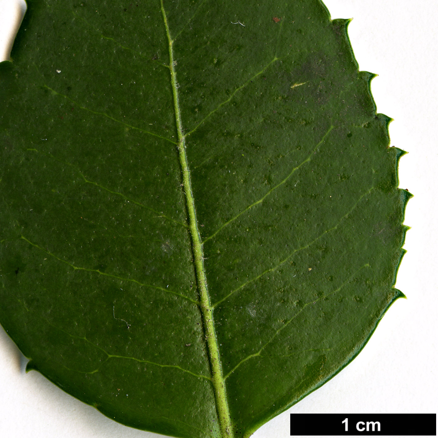 High resolution image: Family: Oleaceae - Genus: Osmanthus - Taxon: delavayi - SpeciesSub: 'Latifolius'