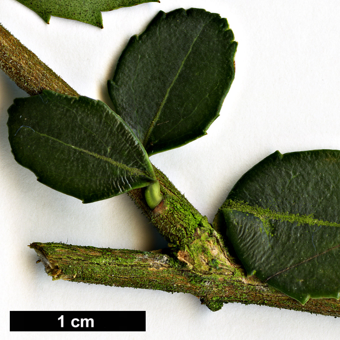 High resolution image: Family: Oleaceae - Genus: Osmanthus - Taxon: delavayi