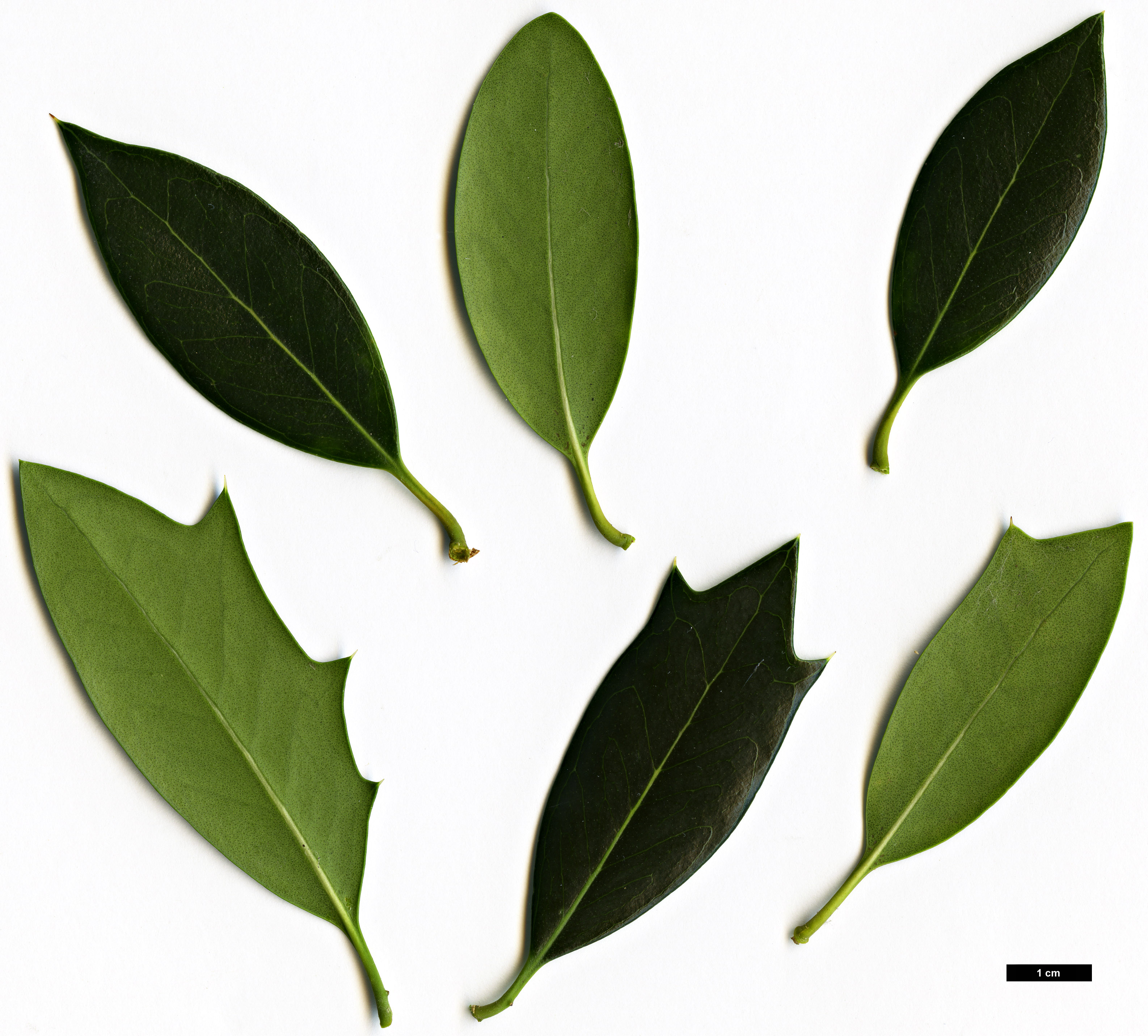 High resolution image: Family: Oleaceae - Genus: Osmanthus - Taxon: heterophyllus