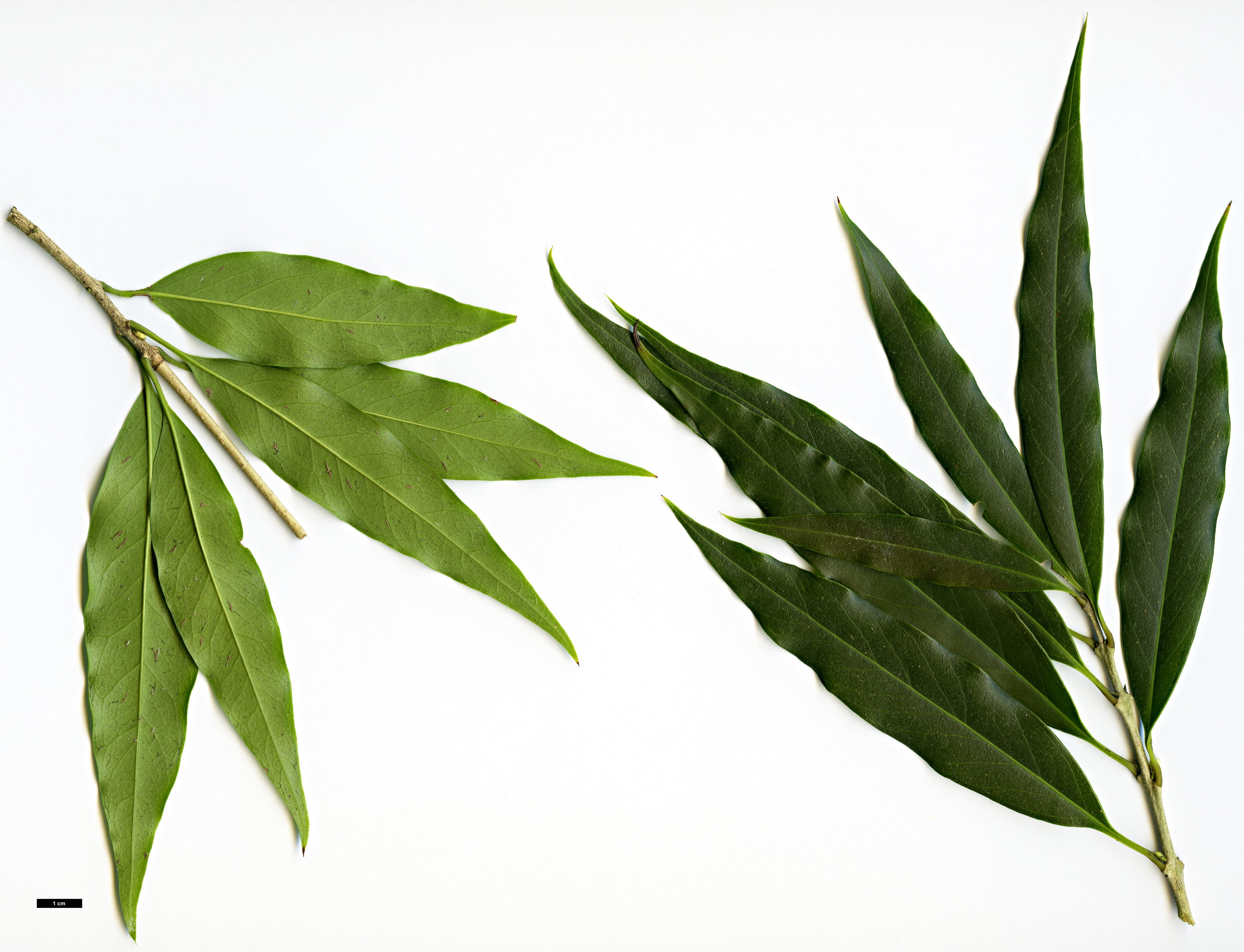 High resolution image: Family: Oleaceae - Genus: Osmanthus - Taxon: lanceolatus High resolution image: Family: Oleaceae - Genus: Osmanthus - Taxon: lanceolatus