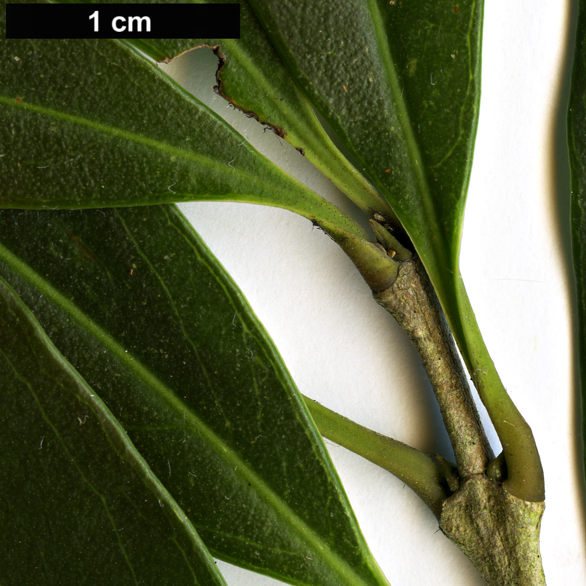 High resolution image: Family: Oleaceae - Genus: Osmanthus - Taxon: lanceolatus High resolution image: Family: Oleaceae - Genus: Osmanthus - Taxon: lanceolatus