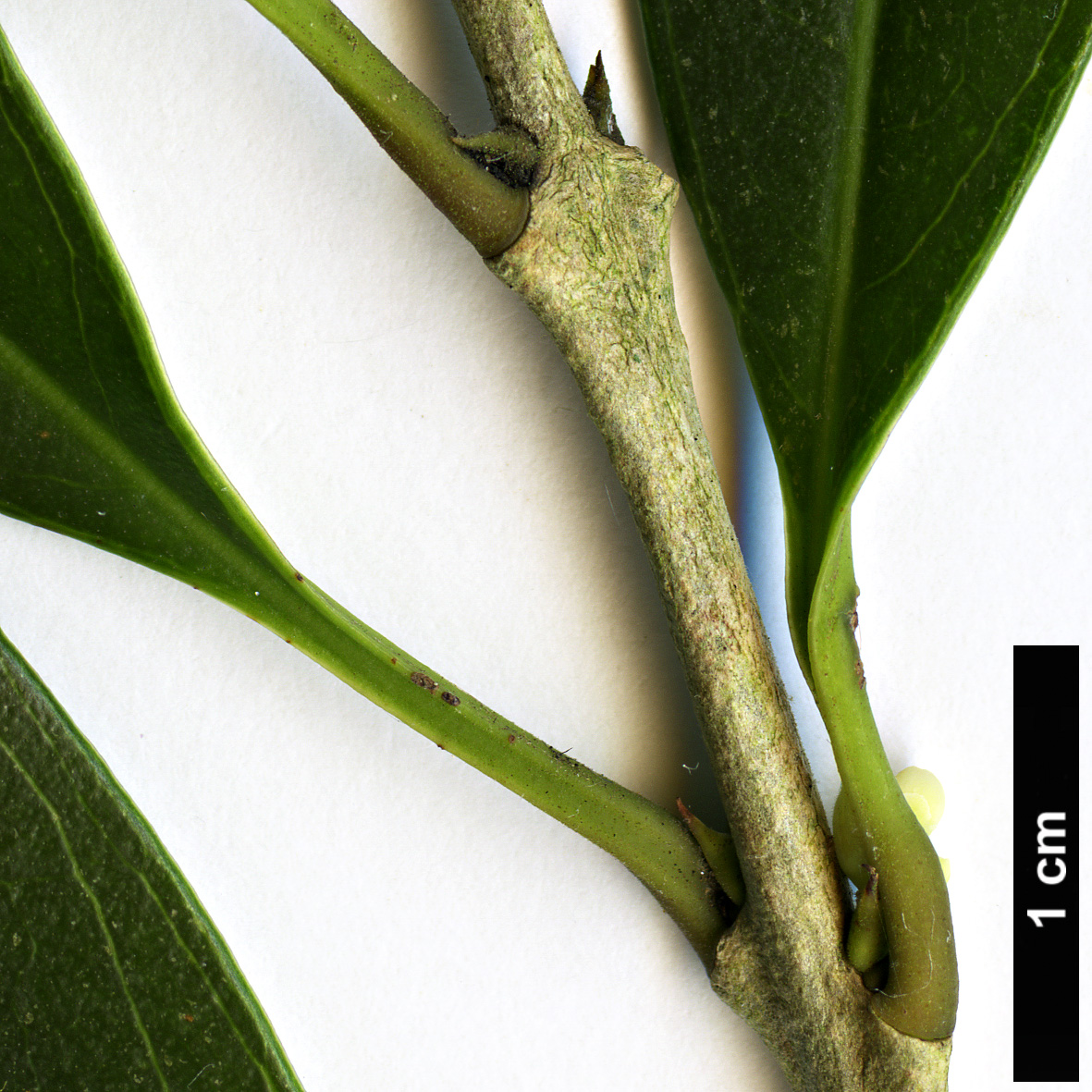 High resolution image: Family: Oleaceae - Genus: Osmanthus - Taxon: lanceolatus High resolution image: Family: Oleaceae - Genus: Osmanthus - Taxon: lanceolatus