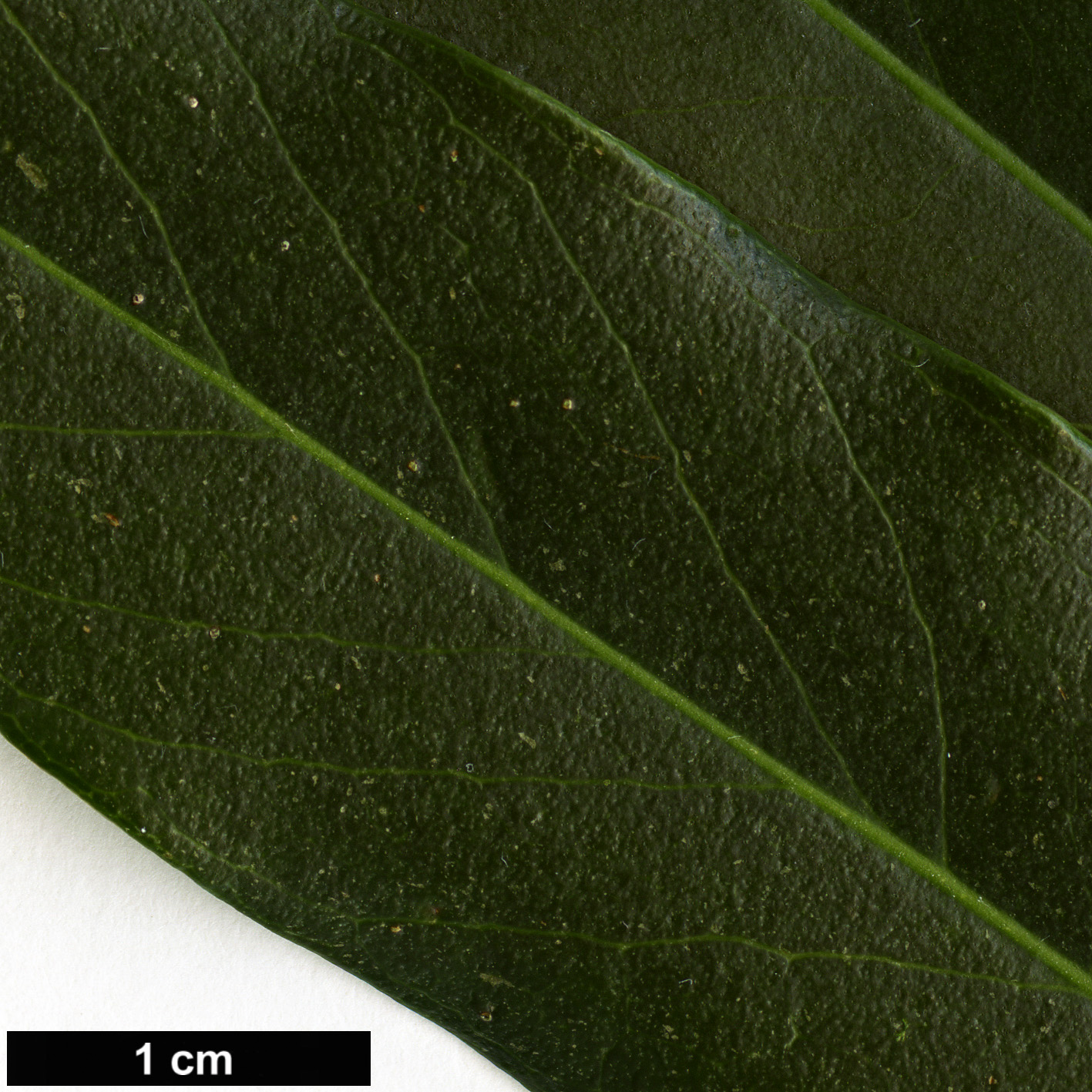 High resolution image: Family: Oleaceae - Genus: Osmanthus - Taxon: lanceolatus High resolution image: Family: Oleaceae - Genus: Osmanthus - Taxon: lanceolatus