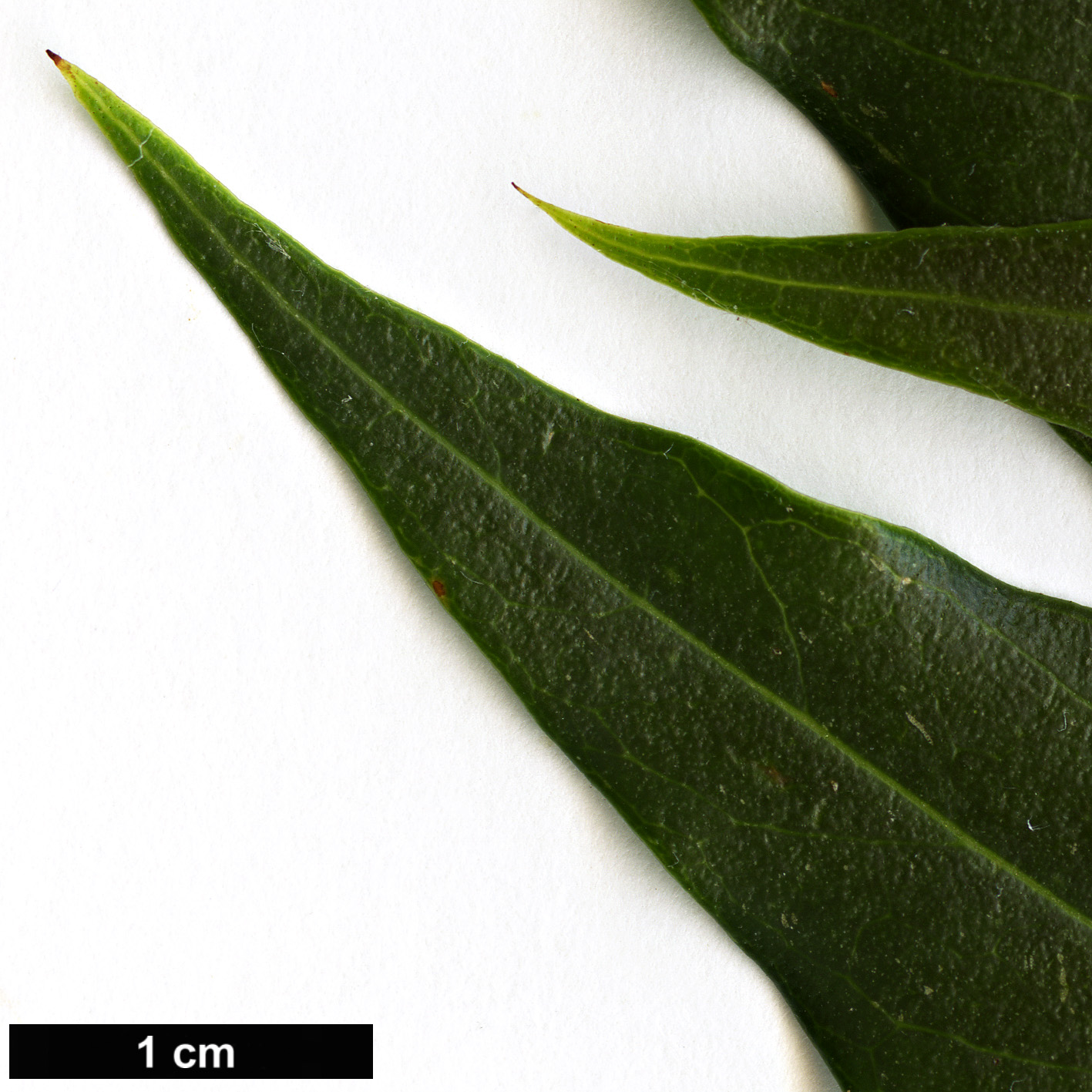 High resolution image: Family: Oleaceae - Genus: Osmanthus - Taxon: lanceolatus