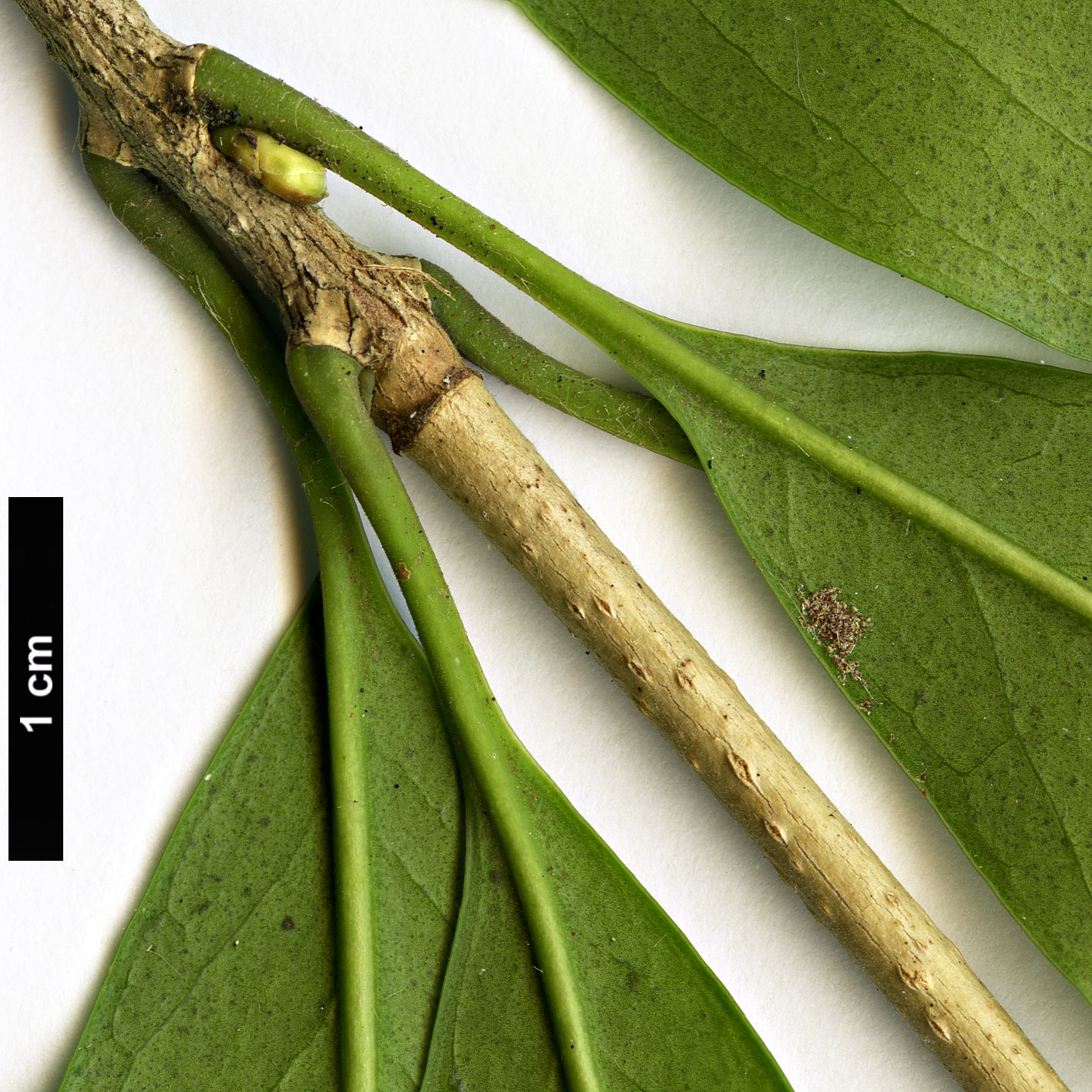 High resolution image: Family: Oleaceae - Genus: Osmanthus - Taxon: lanceolatus High resolution image: Family: Oleaceae - Genus: Osmanthus - Taxon: lanceolatus