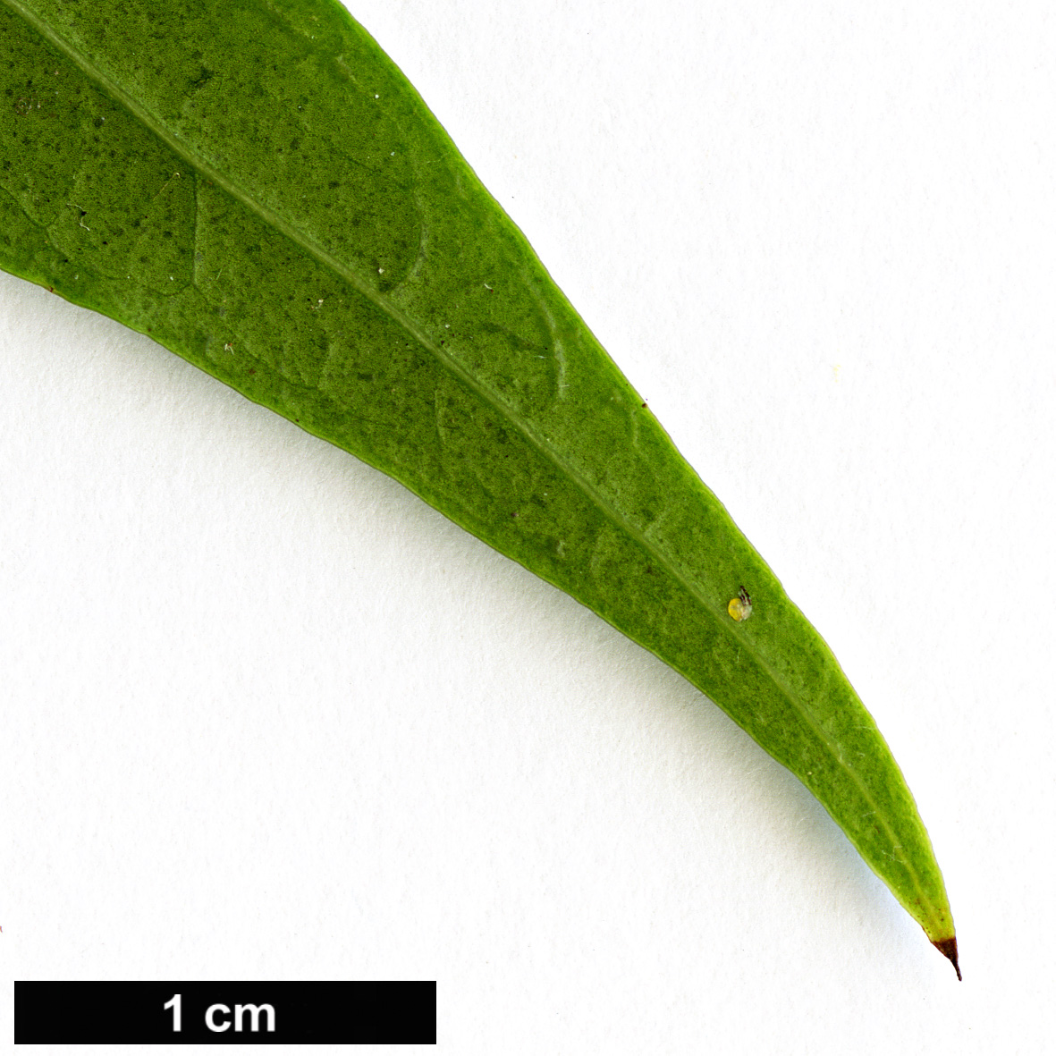 High resolution image: Family: Oleaceae - Genus: Osmanthus - Taxon: lanceolatus