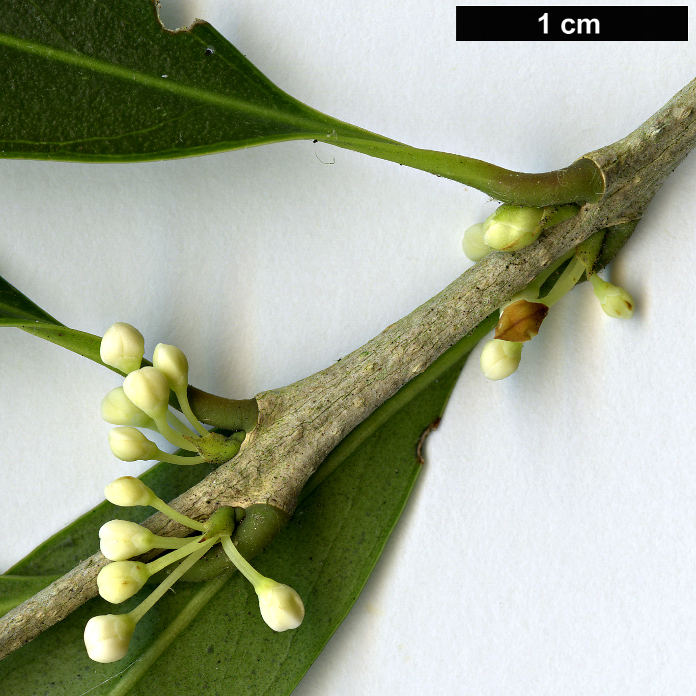 High resolution image: Family: Oleaceae - Genus: Osmanthus - Taxon: lanceolatus High resolution image: Family: Oleaceae - Genus: Osmanthus - Taxon: lanceolatus