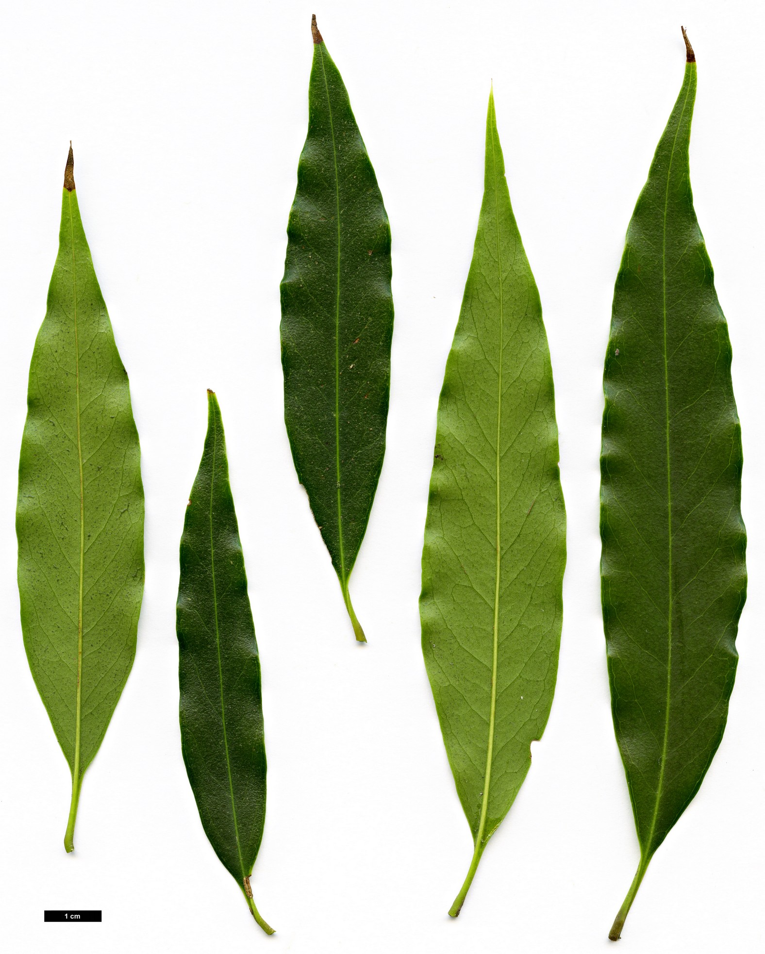 High resolution image: Family: Oleaceae - Genus: Osmanthus - Taxon: lanceolatus High resolution image: Family: Oleaceae - Genus: Osmanthus - Taxon: lanceolatus