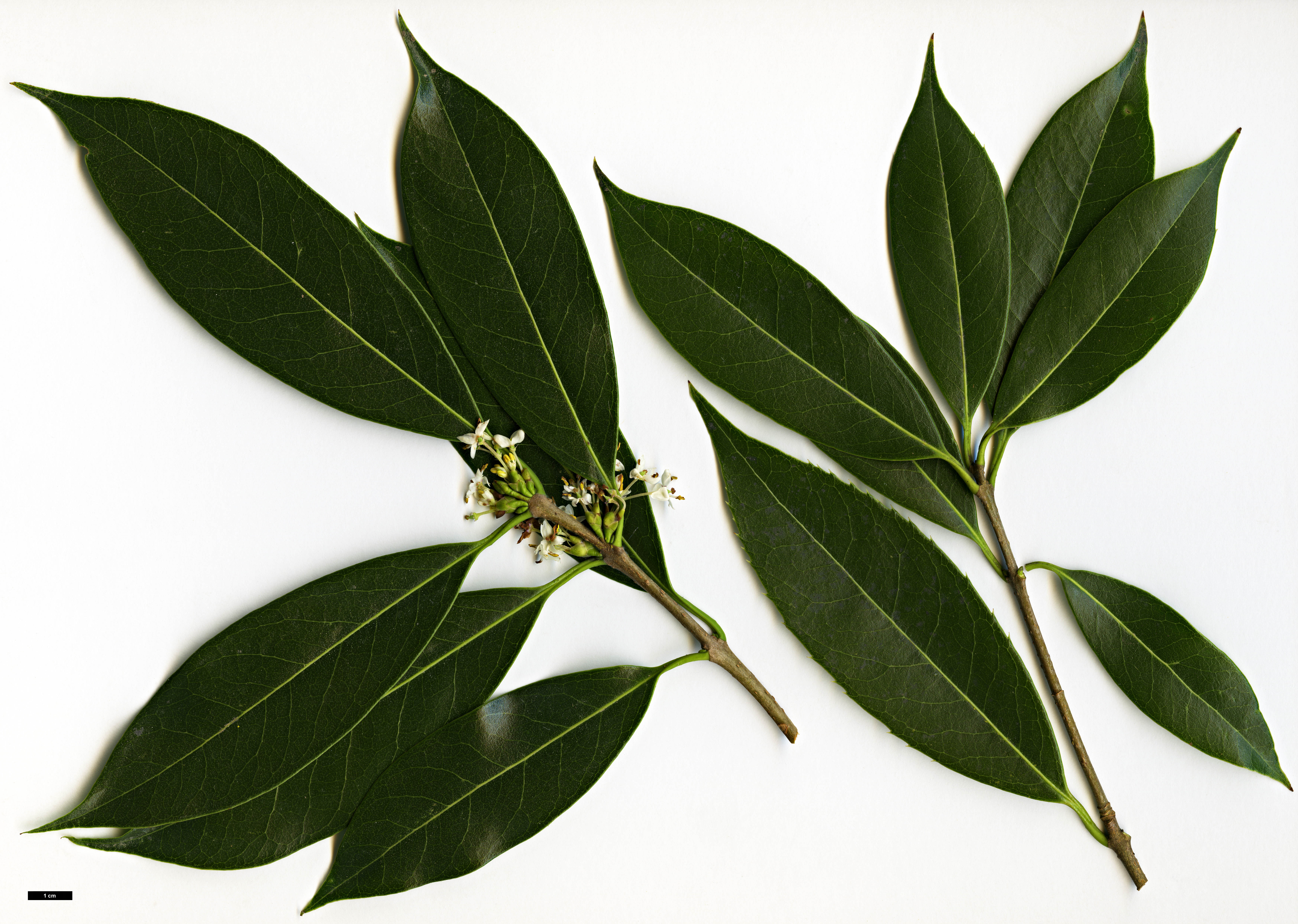 High resolution image: Family: Oleaceae - Genus: Osmanthus - Taxon: serrulatus