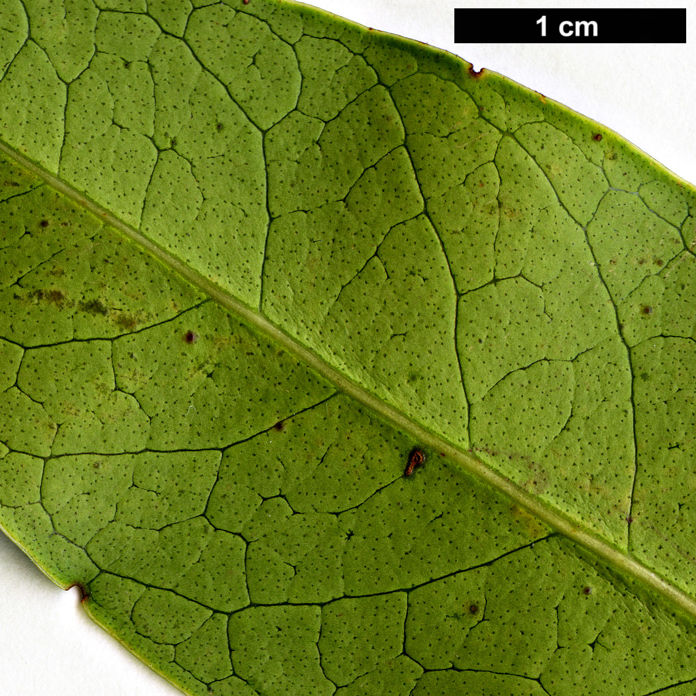 High resolution image: Family: Oleaceae - Genus: Osmanthus - Taxon: serrulatus