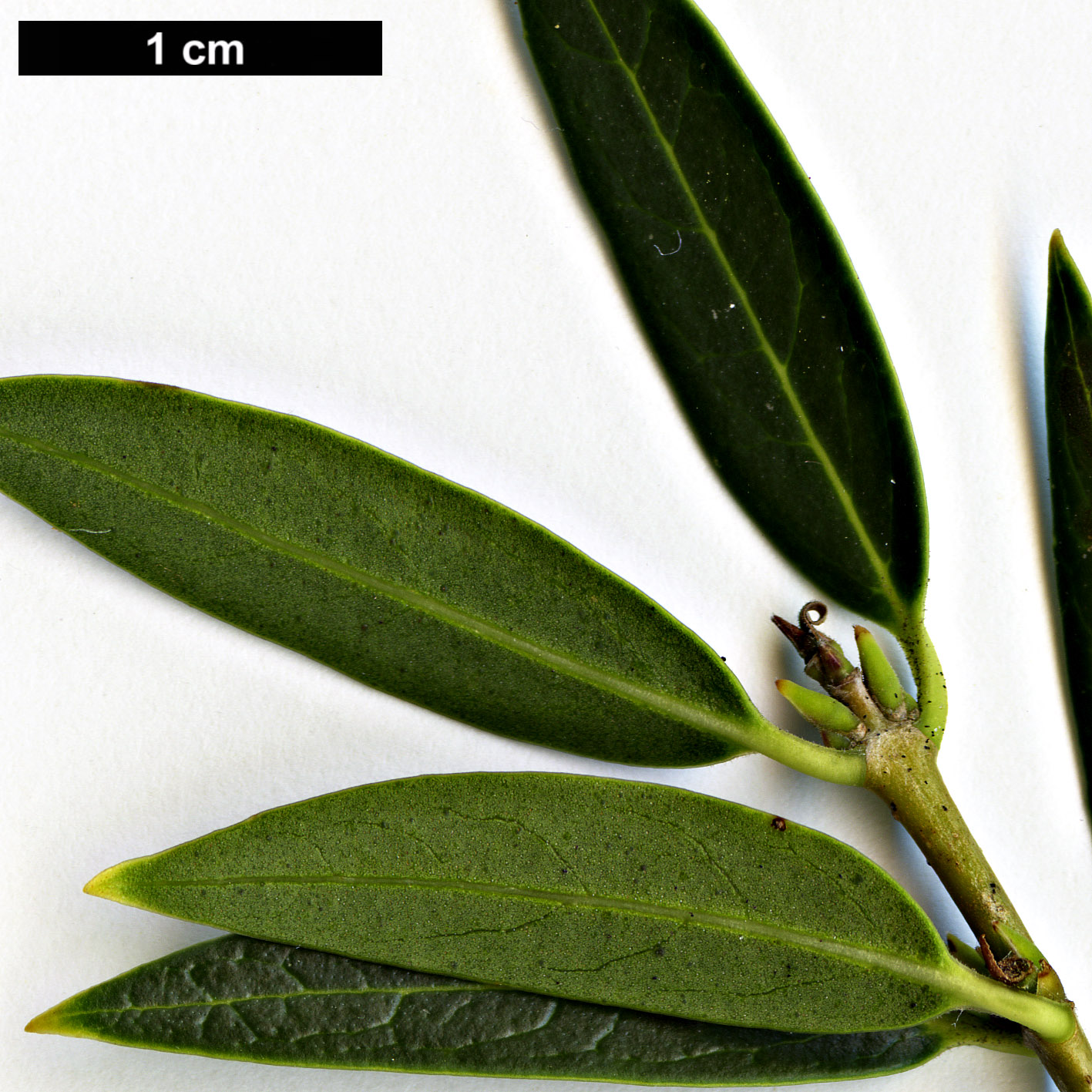 High resolution image: Family: Oleaceae - Genus: Phillyrea - Taxon: angustifolia