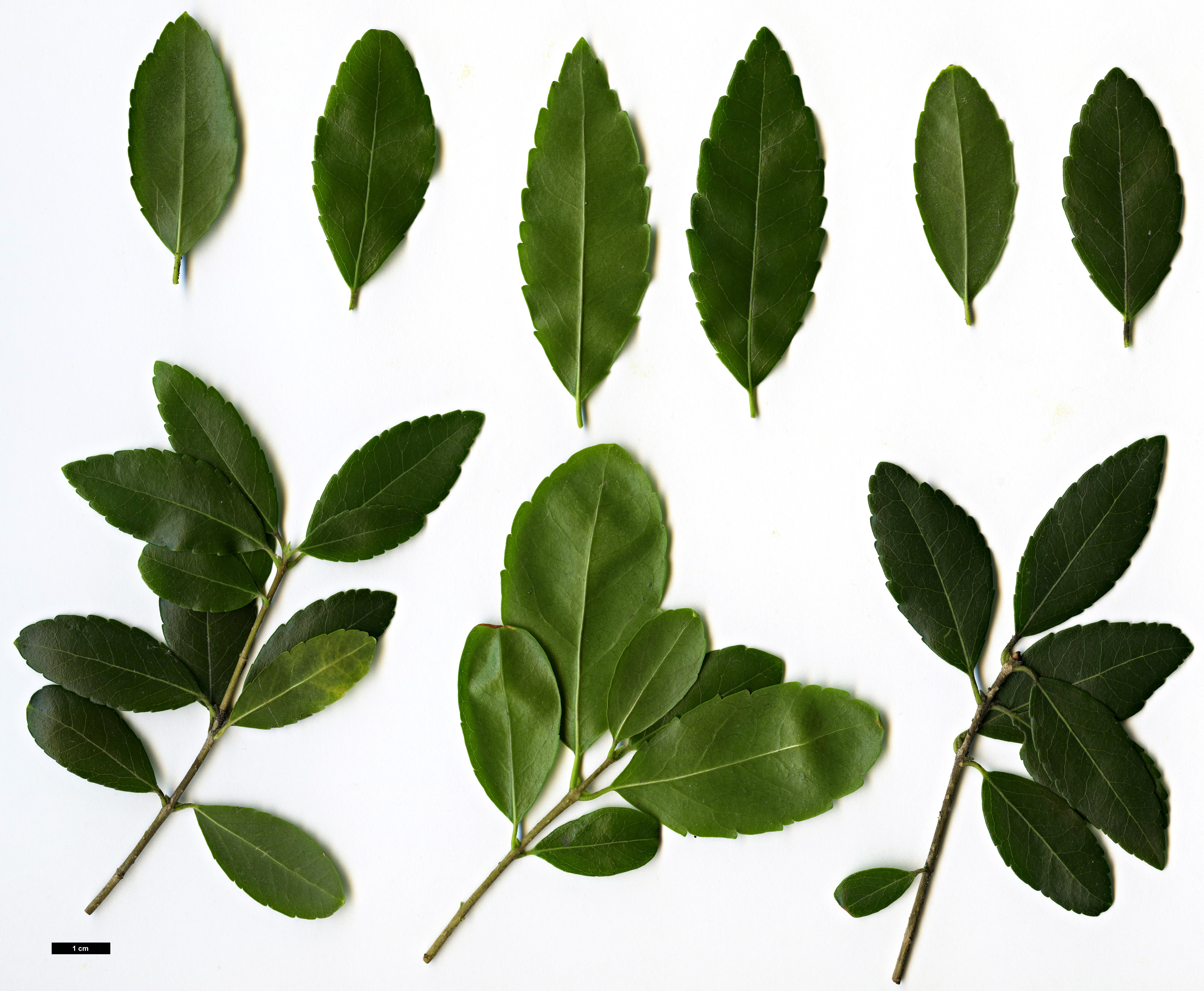 High resolution image: Family: Oleaceae - Genus: Phillyrea - Taxon: latifolia High resolution image: Family: Oleaceae - Genus: Phillyrea - Taxon: latifolia