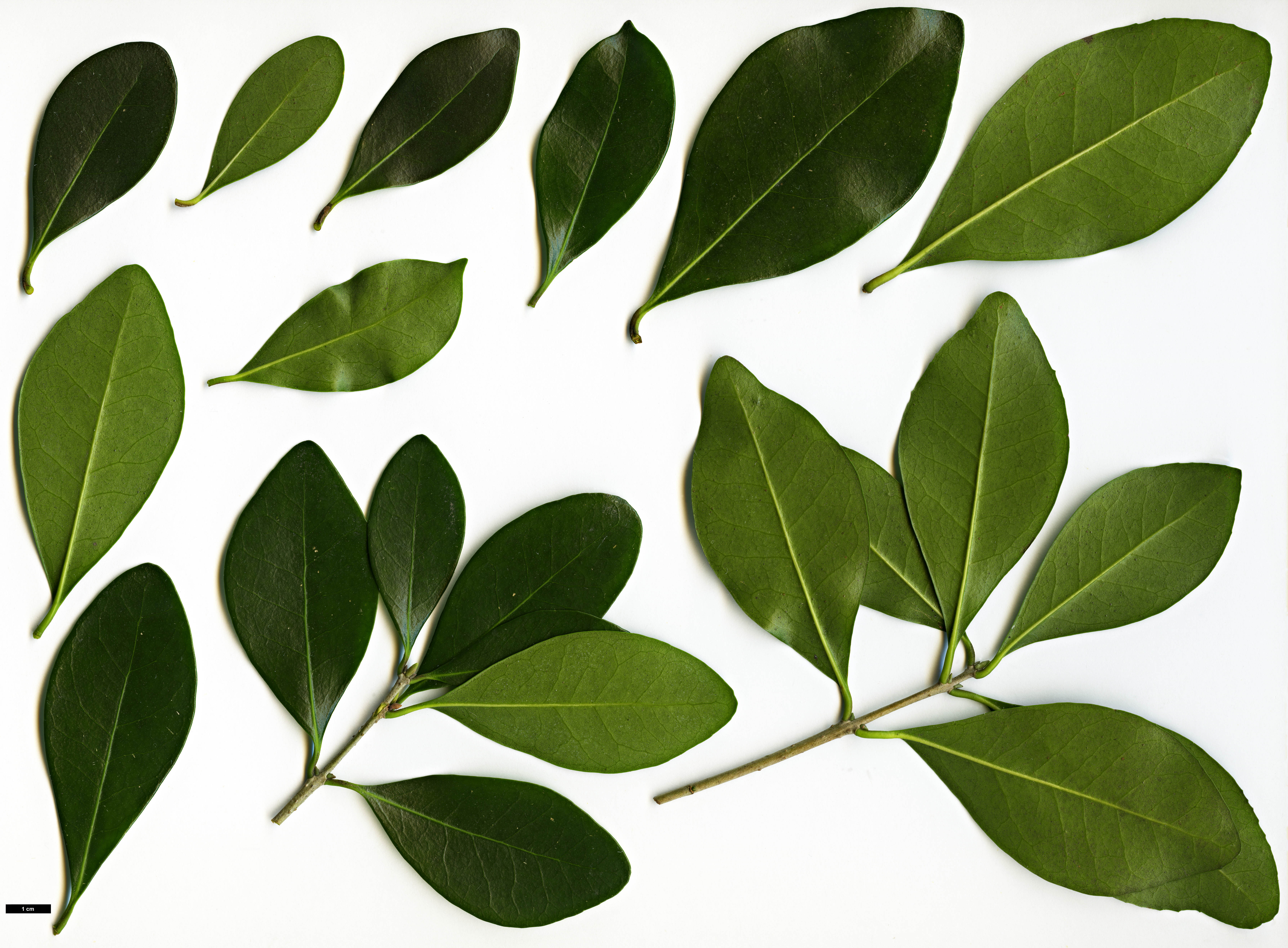 High resolution image: Family: Oleaceae - Genus: Picconia - Taxon: azorica