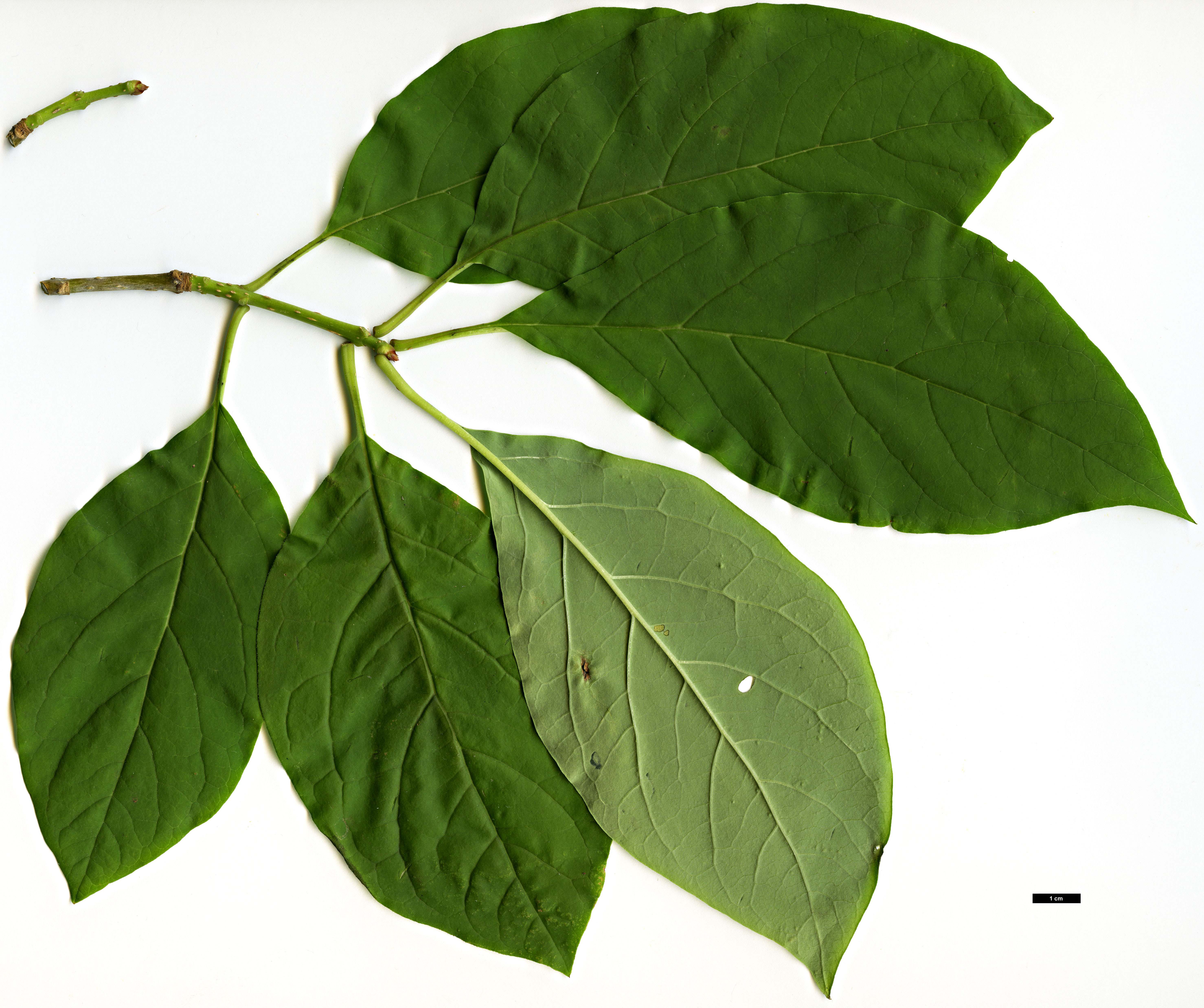 High resolution image: Family: Oleaceae - Genus: Syringa - Taxon: emodi