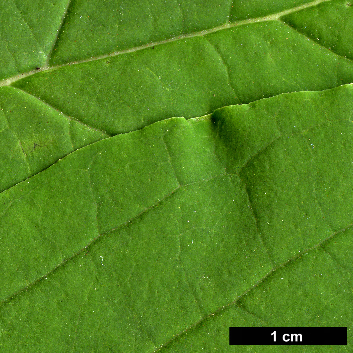 High resolution image: Family: Oleaceae - Genus: Syringa - Taxon: emodi