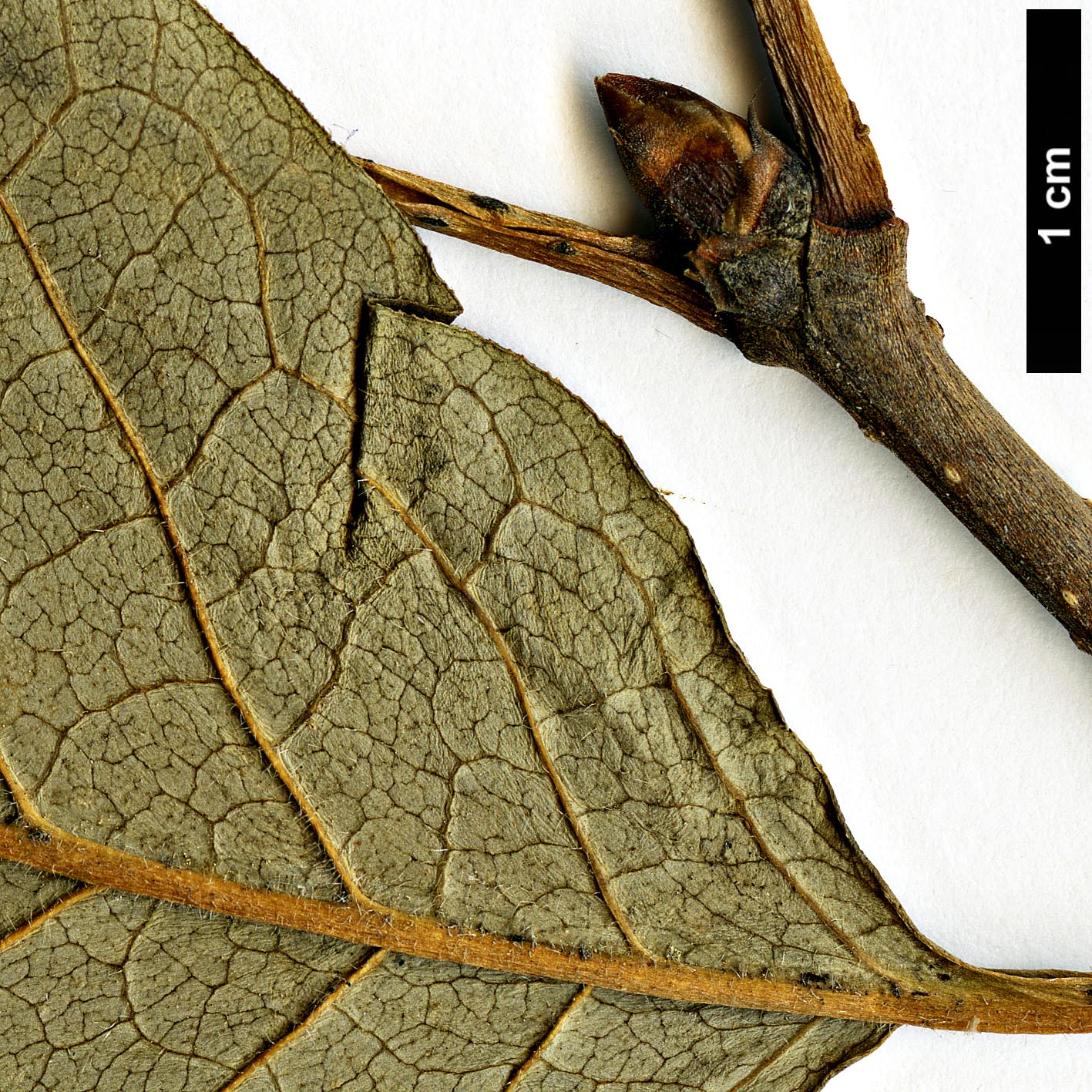 High resolution image: Family: Oleaceae - Genus: Syringa - Taxon: josikaea