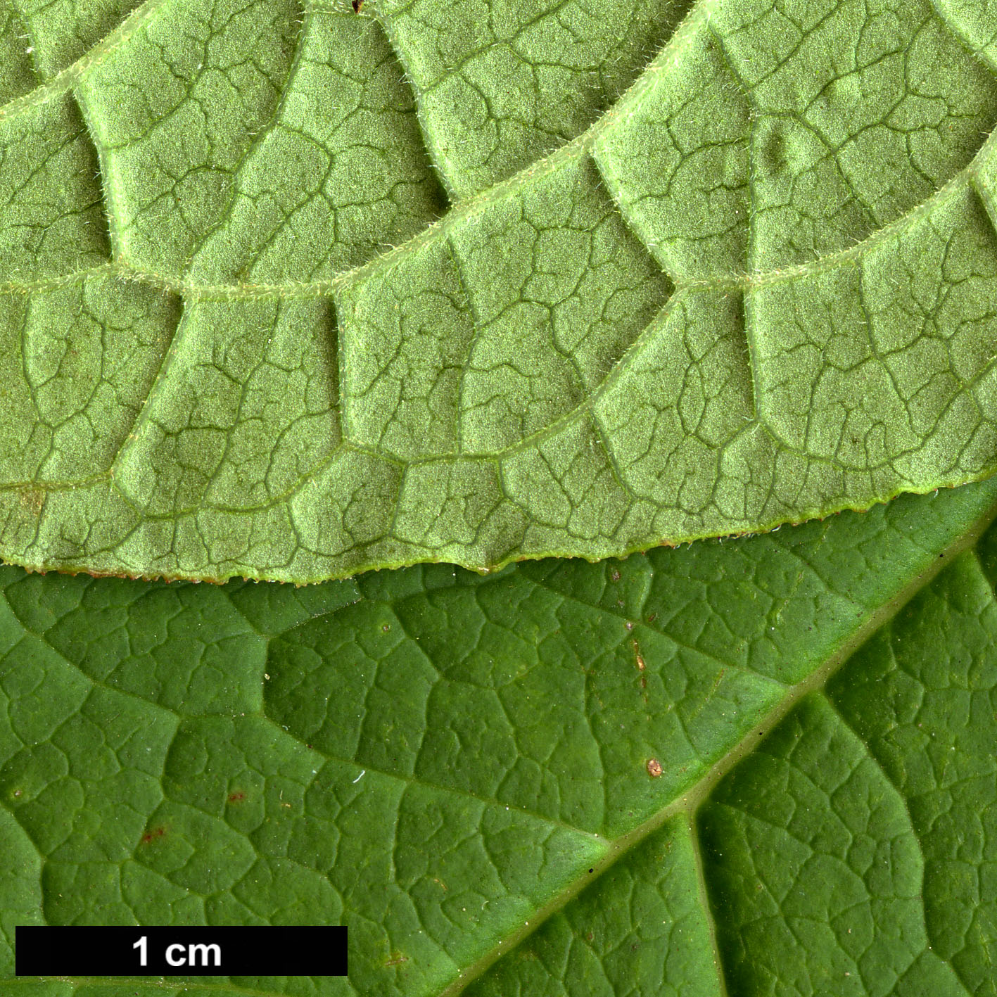 High resolution image: Family: Oleaceae - Genus: Syringa - Taxon: komarowii