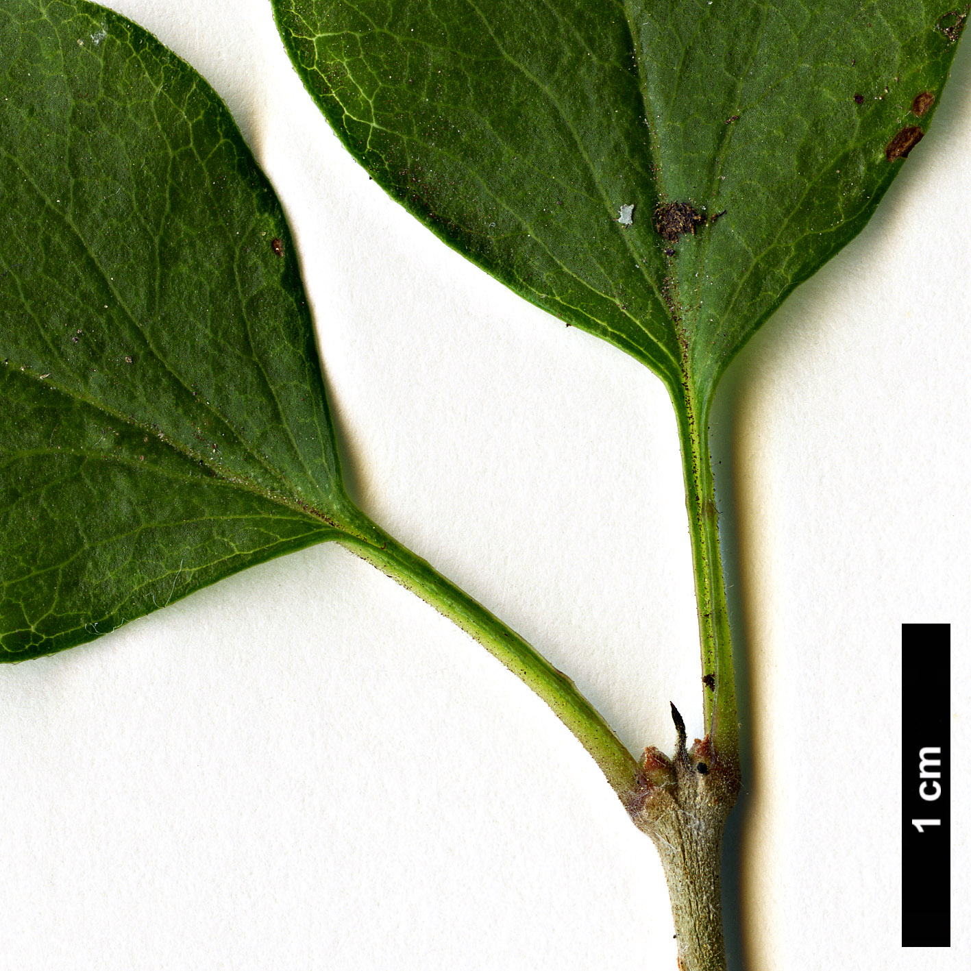 High resolution image: Family: Oleaceae - Genus: Syringa - Taxon: meyeri - SpeciesSub: 'Palibin'