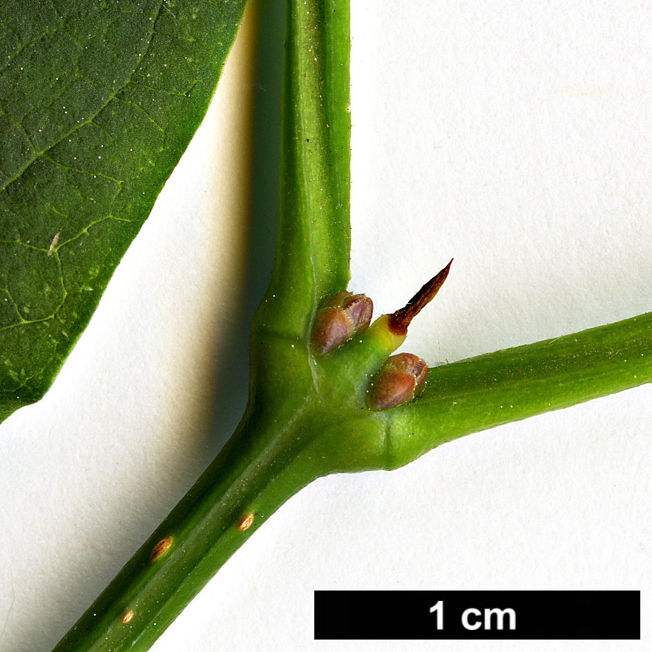 High resolution image: Family: Oleaceae - Genus: Syringa - Taxon: reticulata - SpeciesSub: 'Regent'