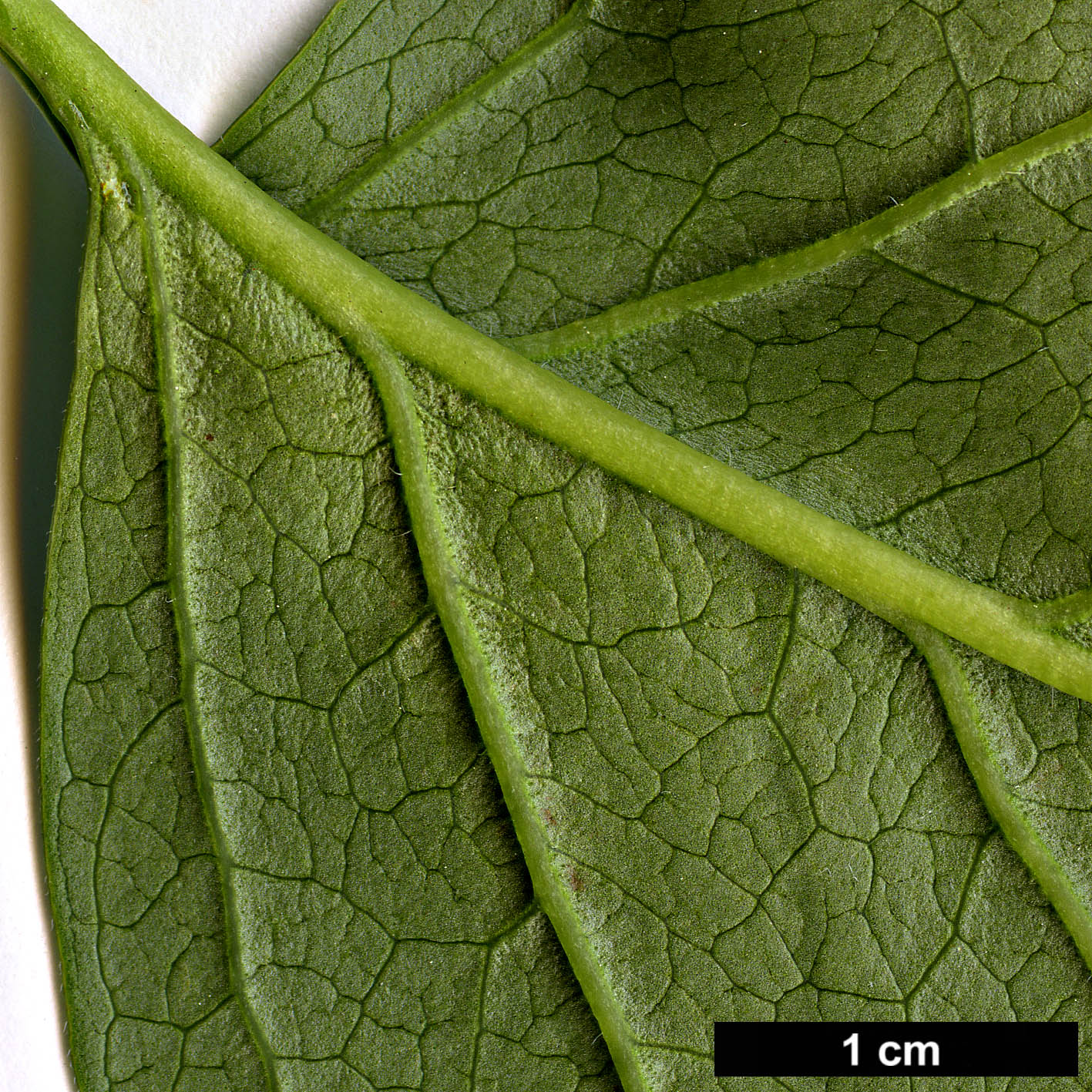 High resolution image: Family: Oleaceae - Genus: Syringa - Taxon: reticulata