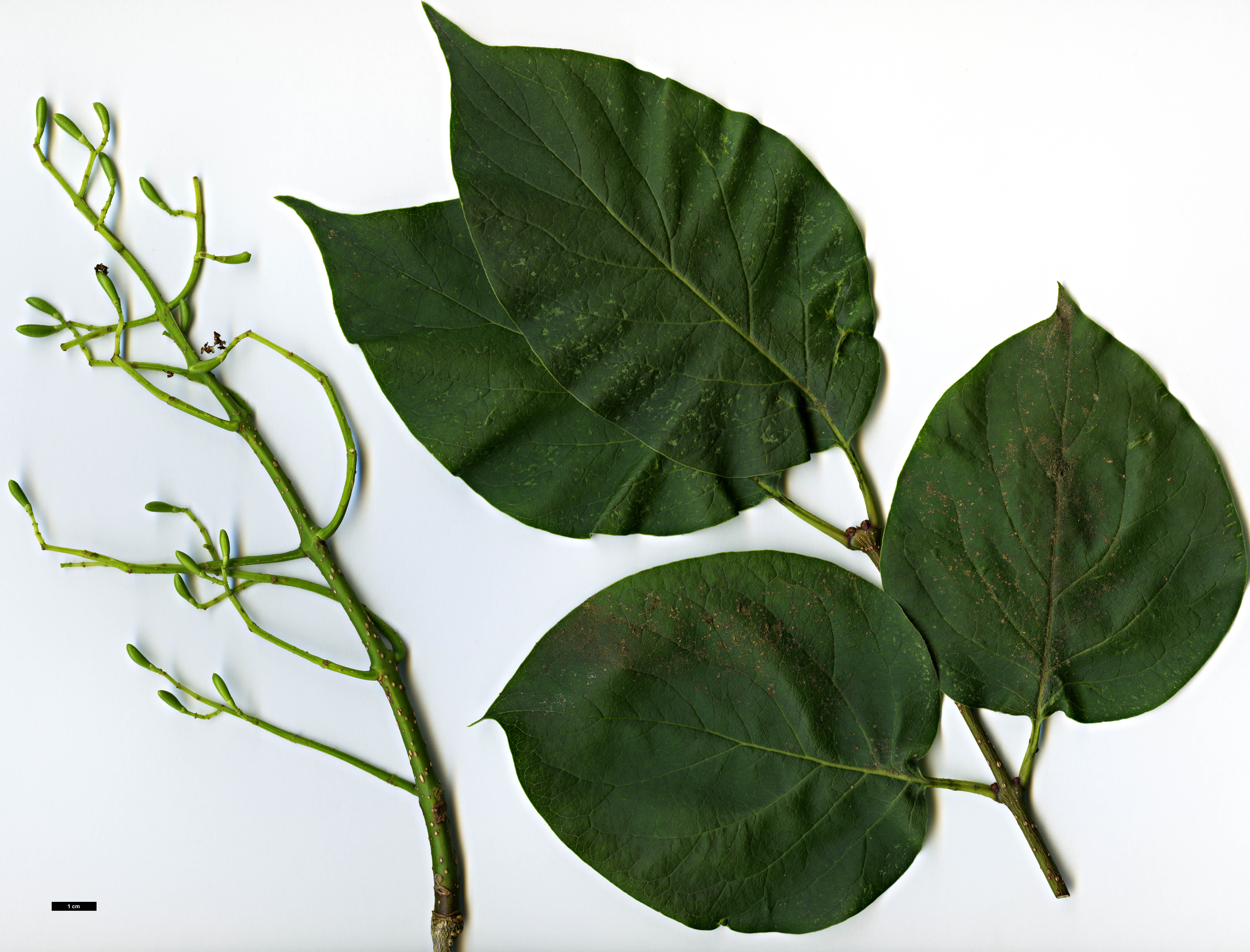 High resolution image: Family: Oleaceae - Genus: Syringa - Taxon: reticulata