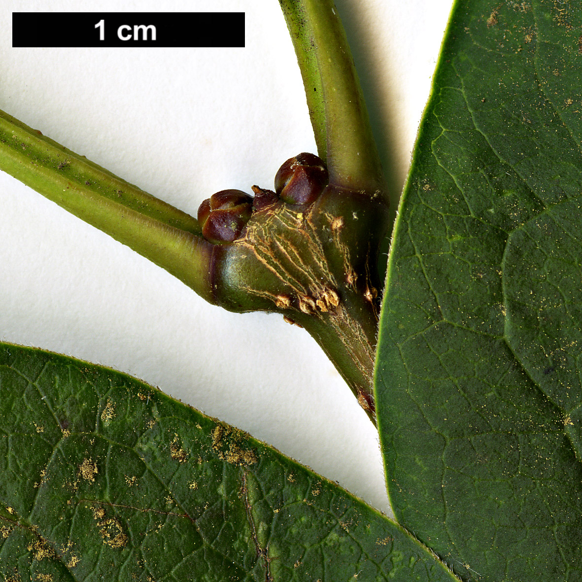 High resolution image: Family: Oleaceae - Genus: Syringa - Taxon: reticulata
