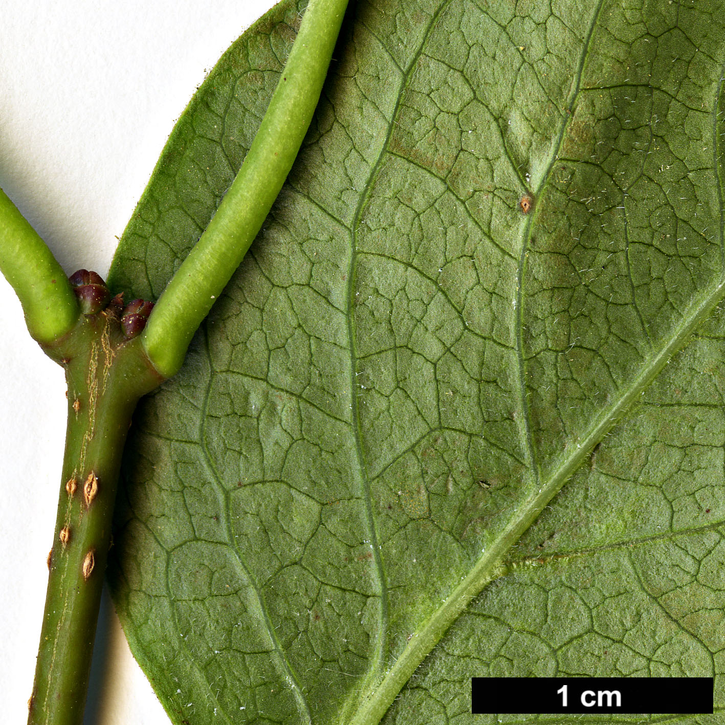 High resolution image: Family: Oleaceae - Genus: Syringa - Taxon: reticulata