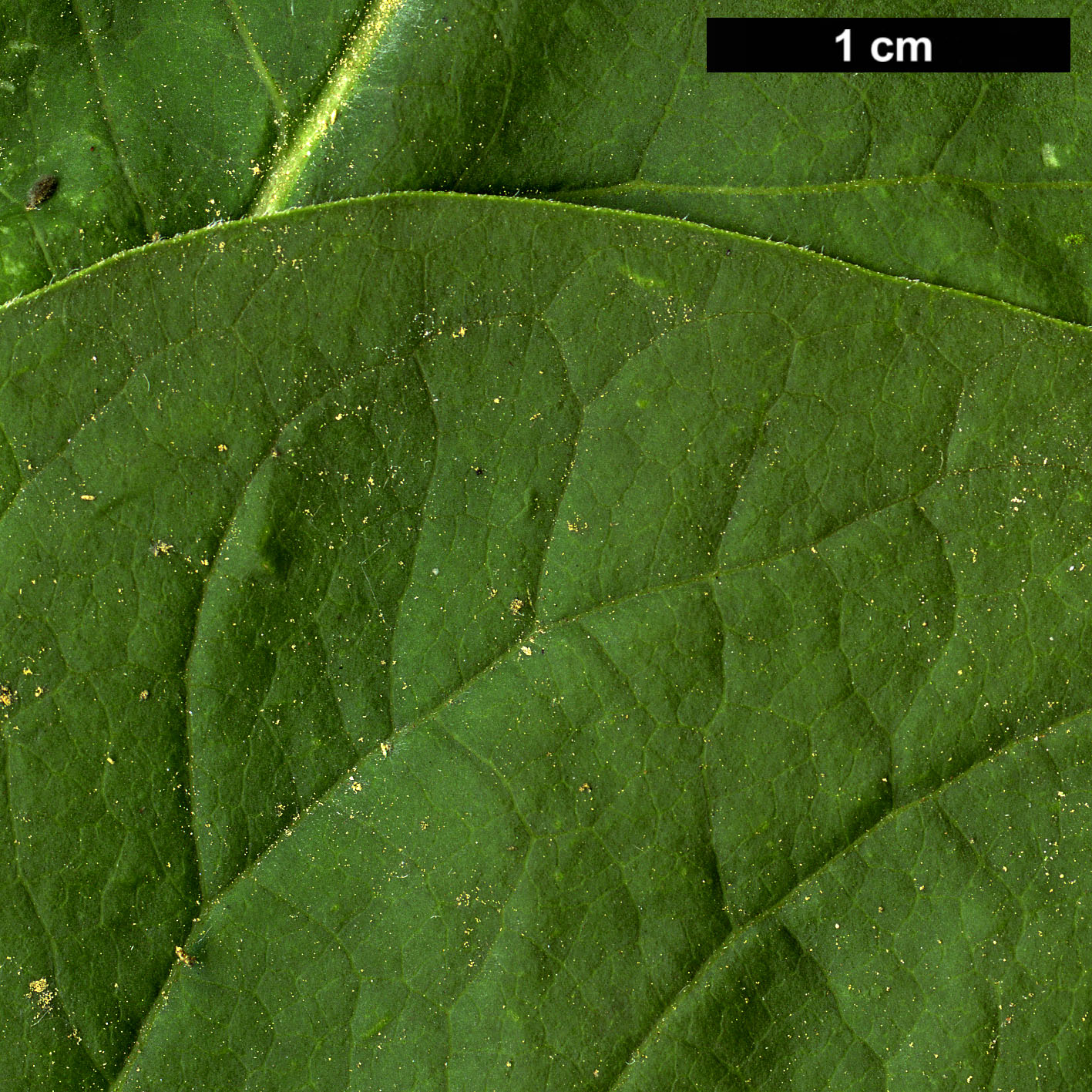 High resolution image: Family: Oleaceae - Genus: Syringa - Taxon: reticulata