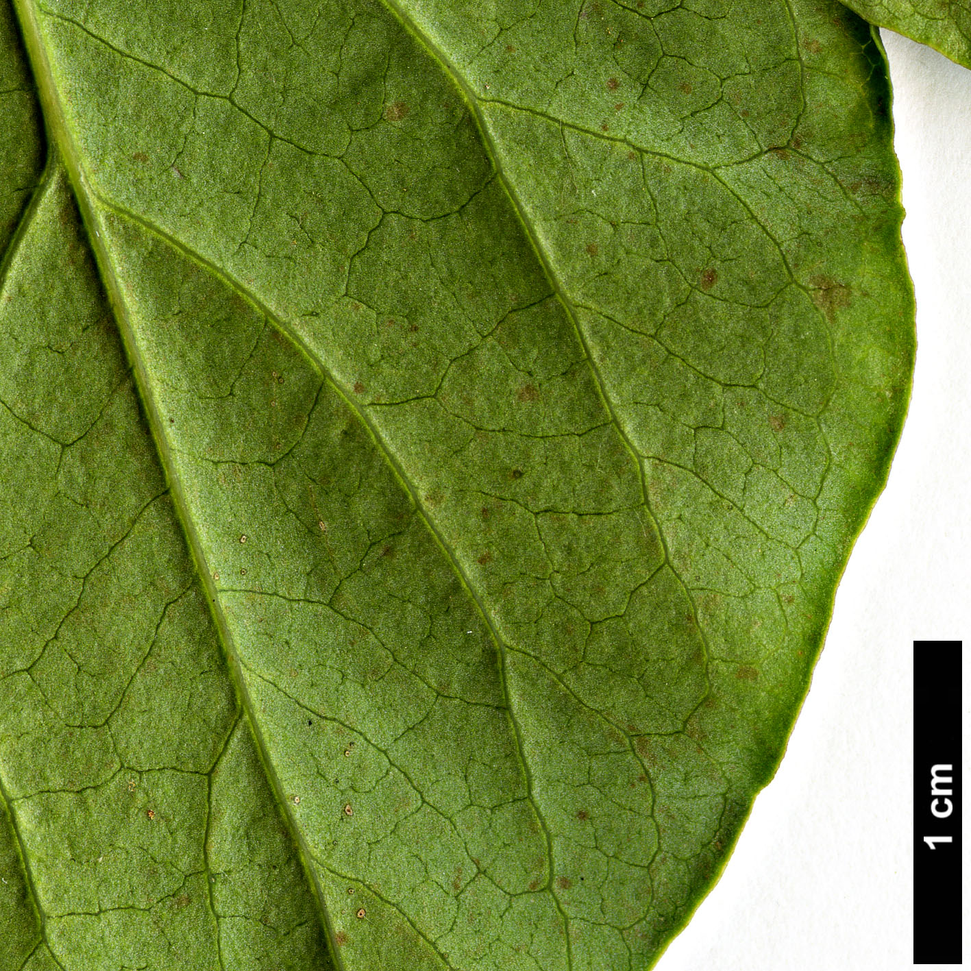 High resolution image: Family: Oleaceae - Genus: Syringa - Taxon: reticulata