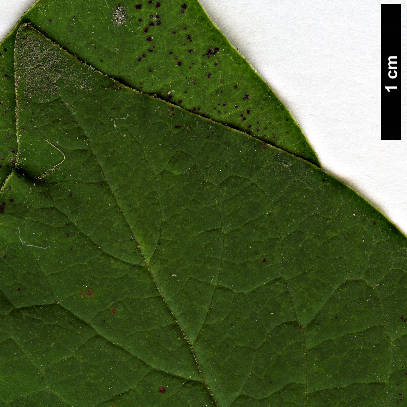 High resolution image: Family: Oleaceae - Genus: Syringa - Taxon: yunnanensis