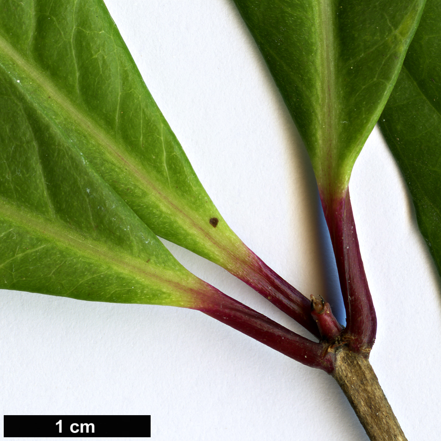 High resolution image: Family: Onagraceae - Genus: Fuchsia - Taxon: arborescens