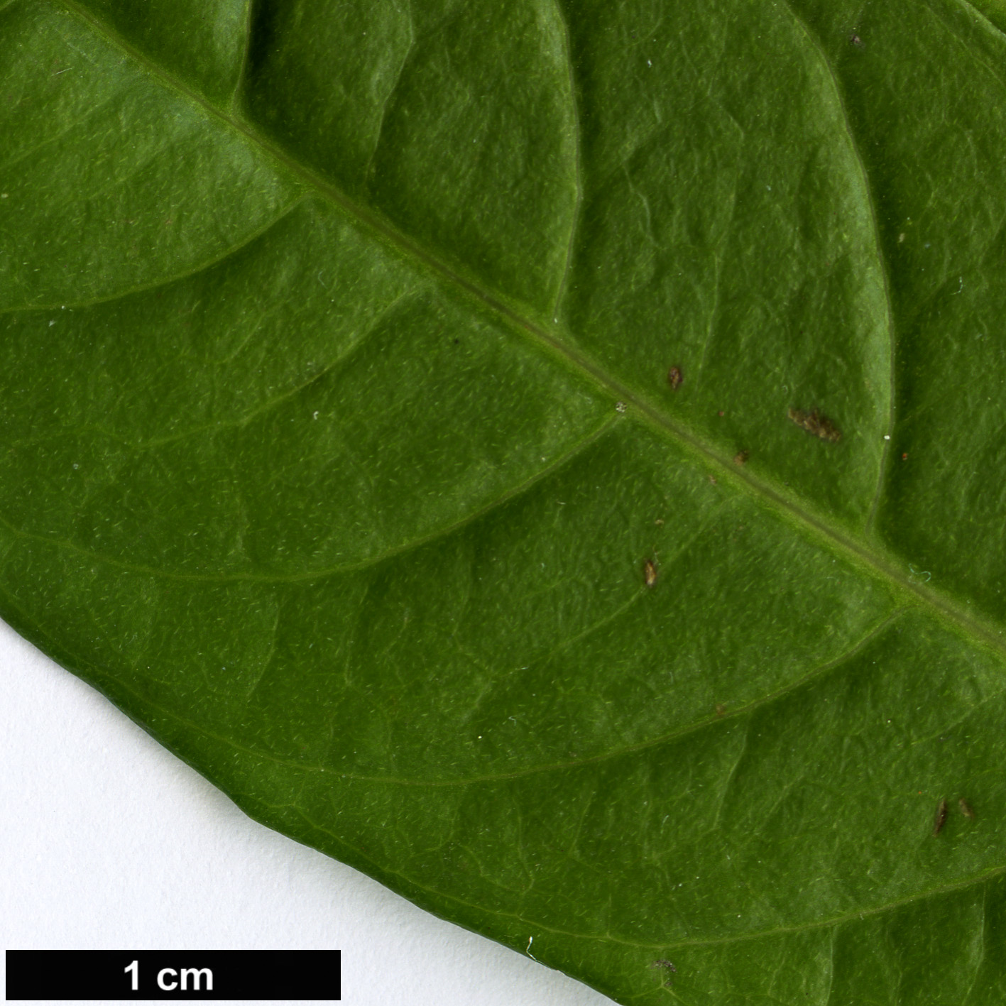 High resolution image: Family: Onagraceae - Genus: Fuchsia - Taxon: arborescens