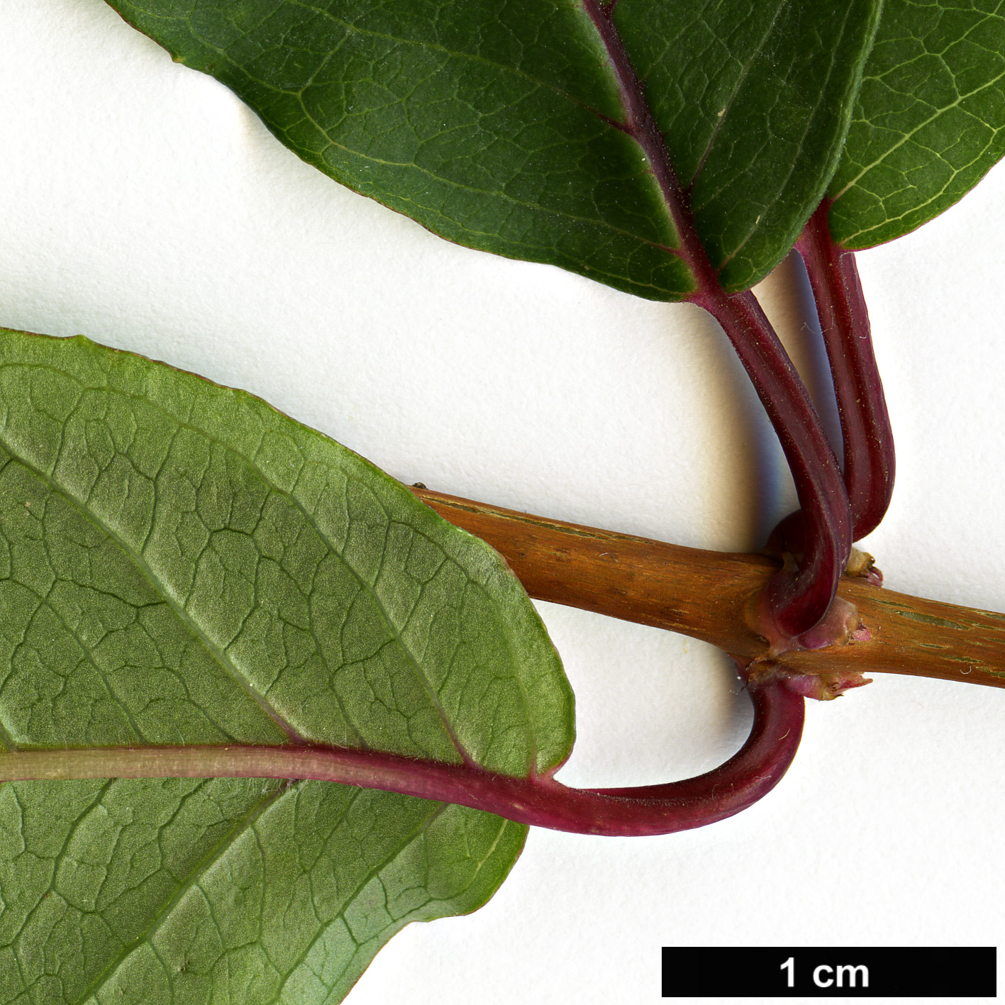 High resolution image: Family: Onagraceae - Genus: Fuchsia - Taxon: coccinia
