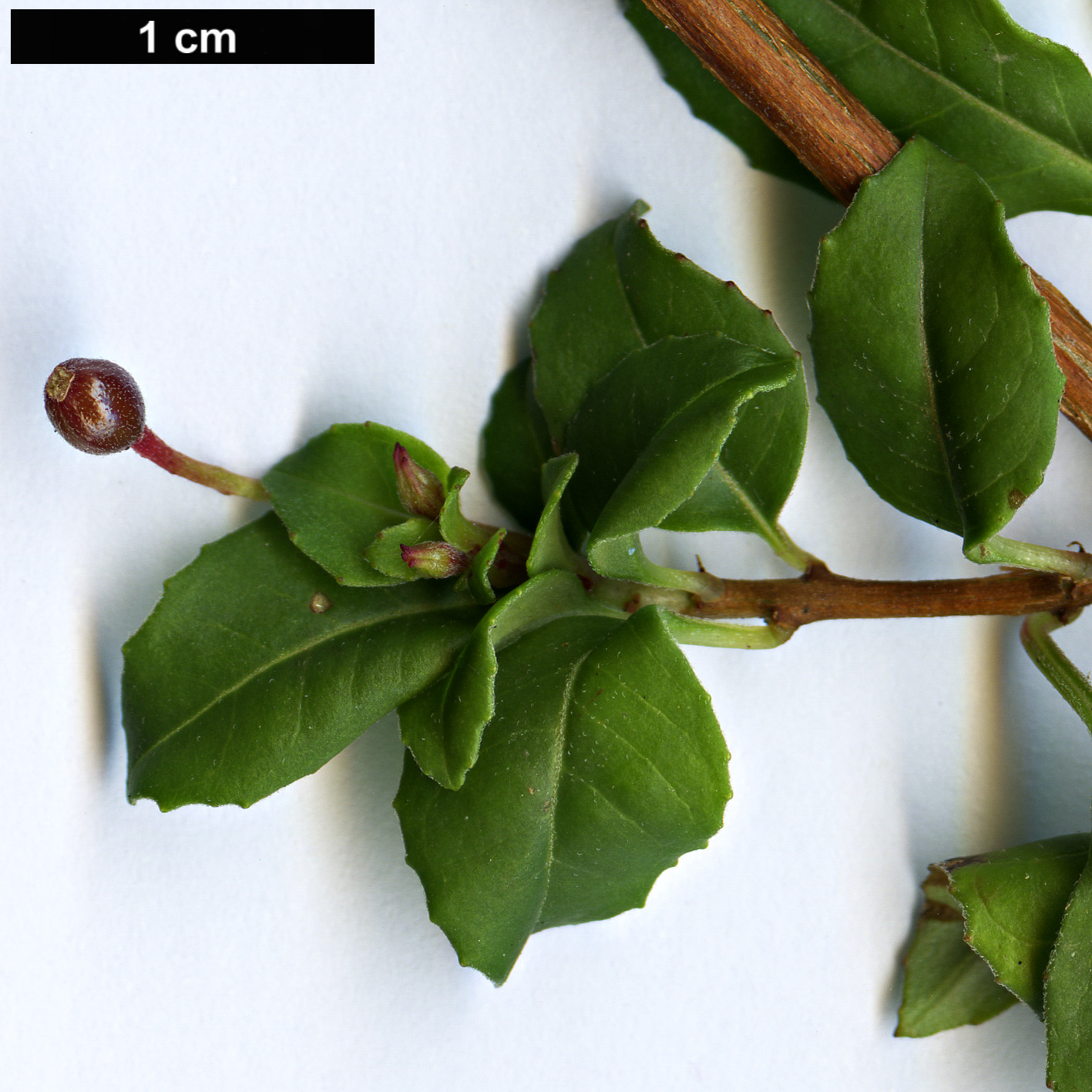 High resolution image: Family: Onagraceae - Genus: Fuchsia - Taxon: encliandra