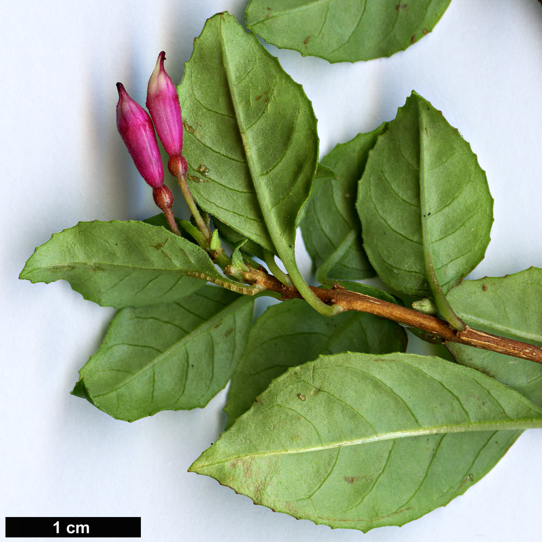 High resolution image: Family: Onagraceae - Genus: Fuchsia - Taxon: encliandra