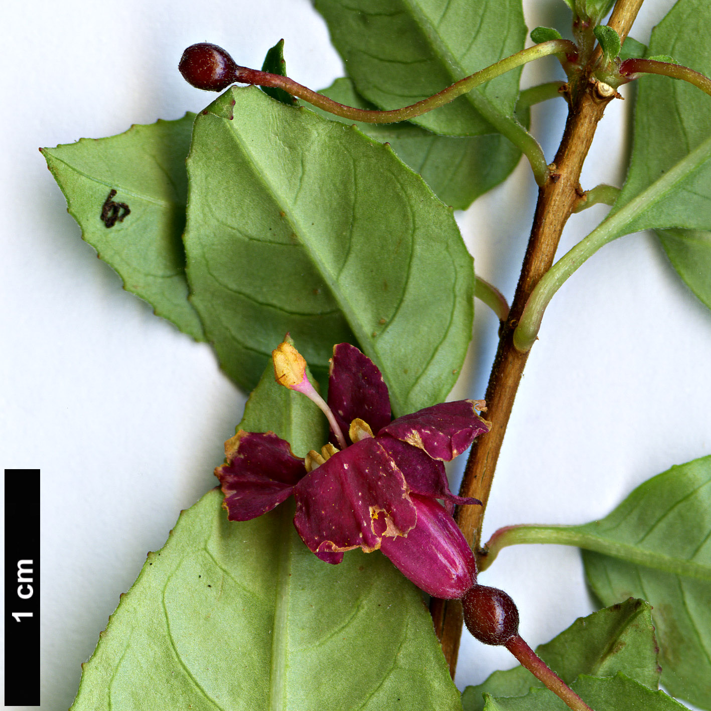 High resolution image: Family: Onagraceae - Genus: Fuchsia - Taxon: encliandra
