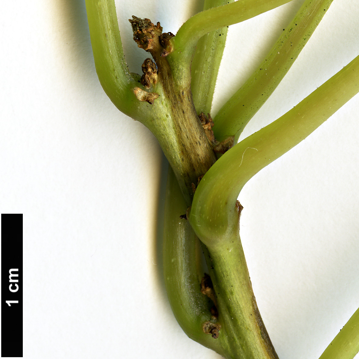High resolution image: Family: Onagraceae - Genus: Fuchsia - Taxon: excorticata