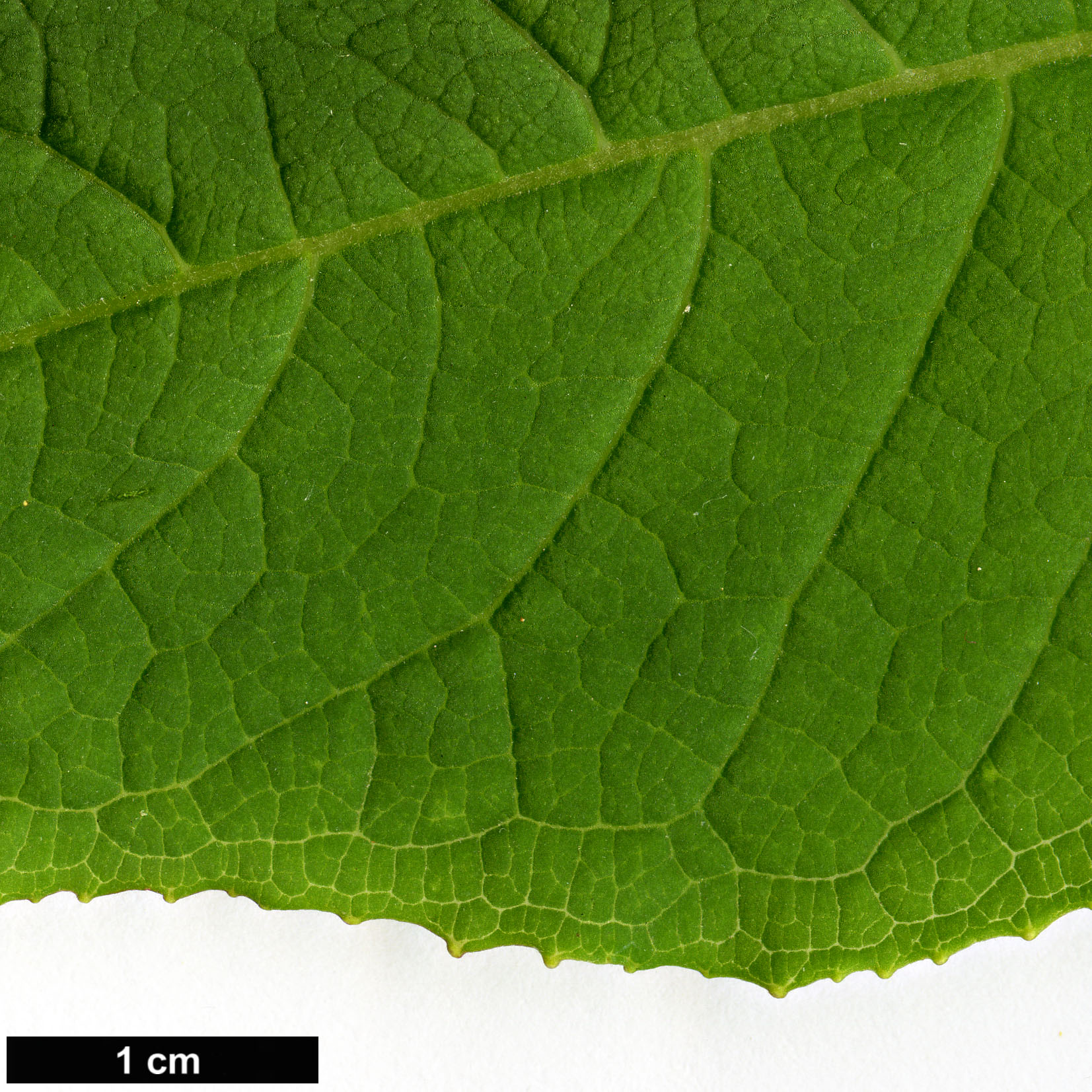 High resolution image: Family: Onagraceae - Genus: Fuchsia - Taxon: fulgens