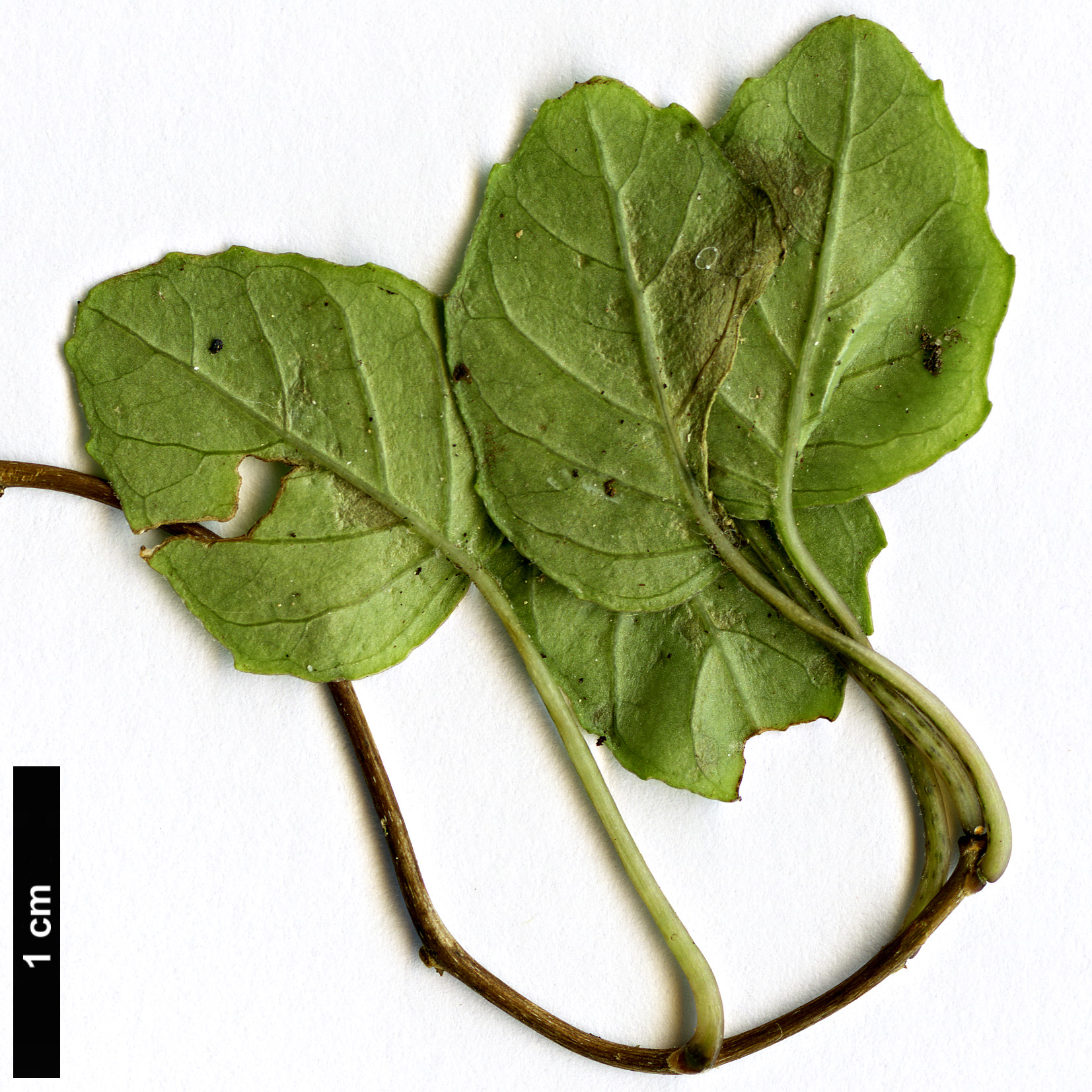 High resolution image: Family: Onagraceae - Genus: Fuchsia - Taxon: procumbens