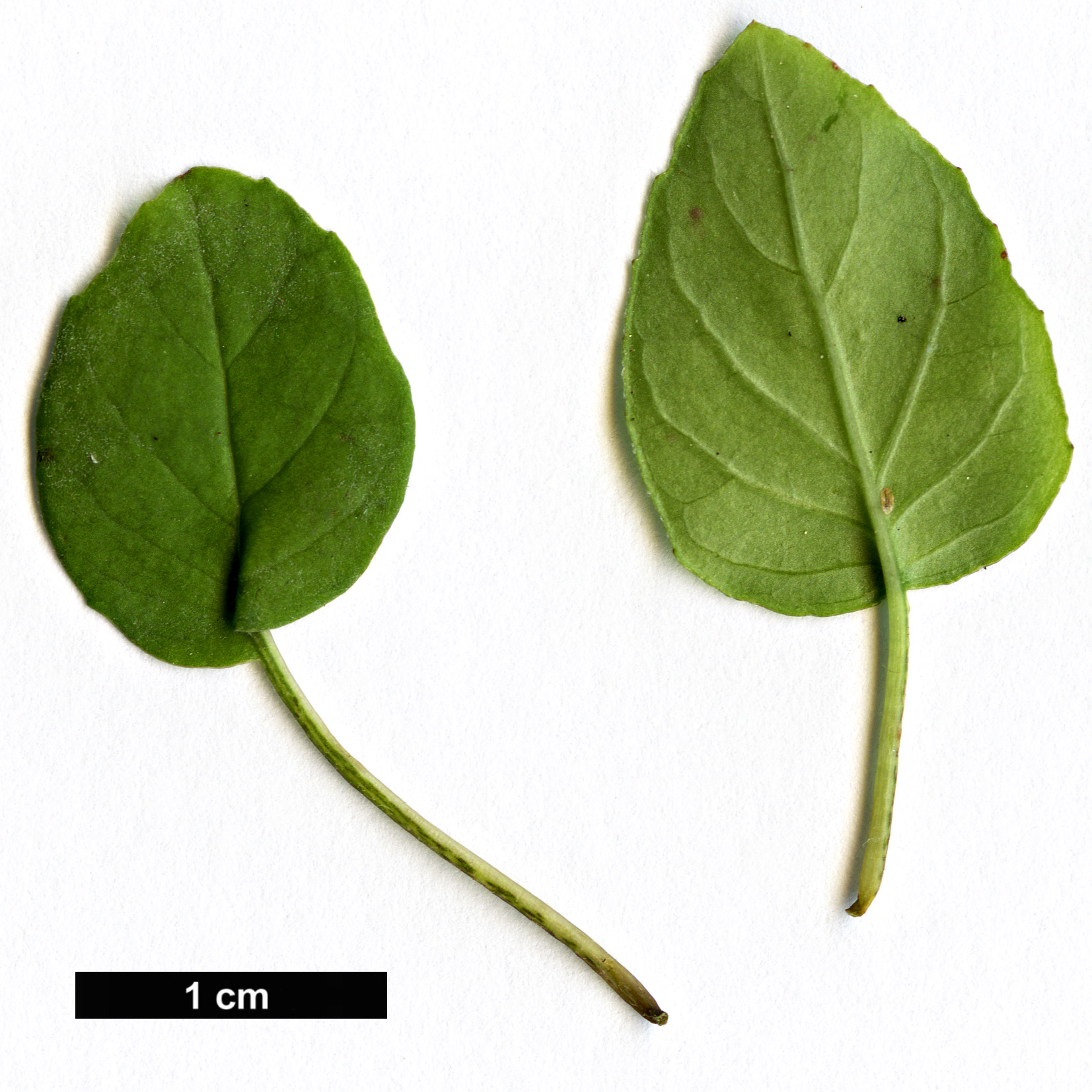 High resolution image: Family: Onagraceae - Genus: Fuchsia - Taxon: procumbens