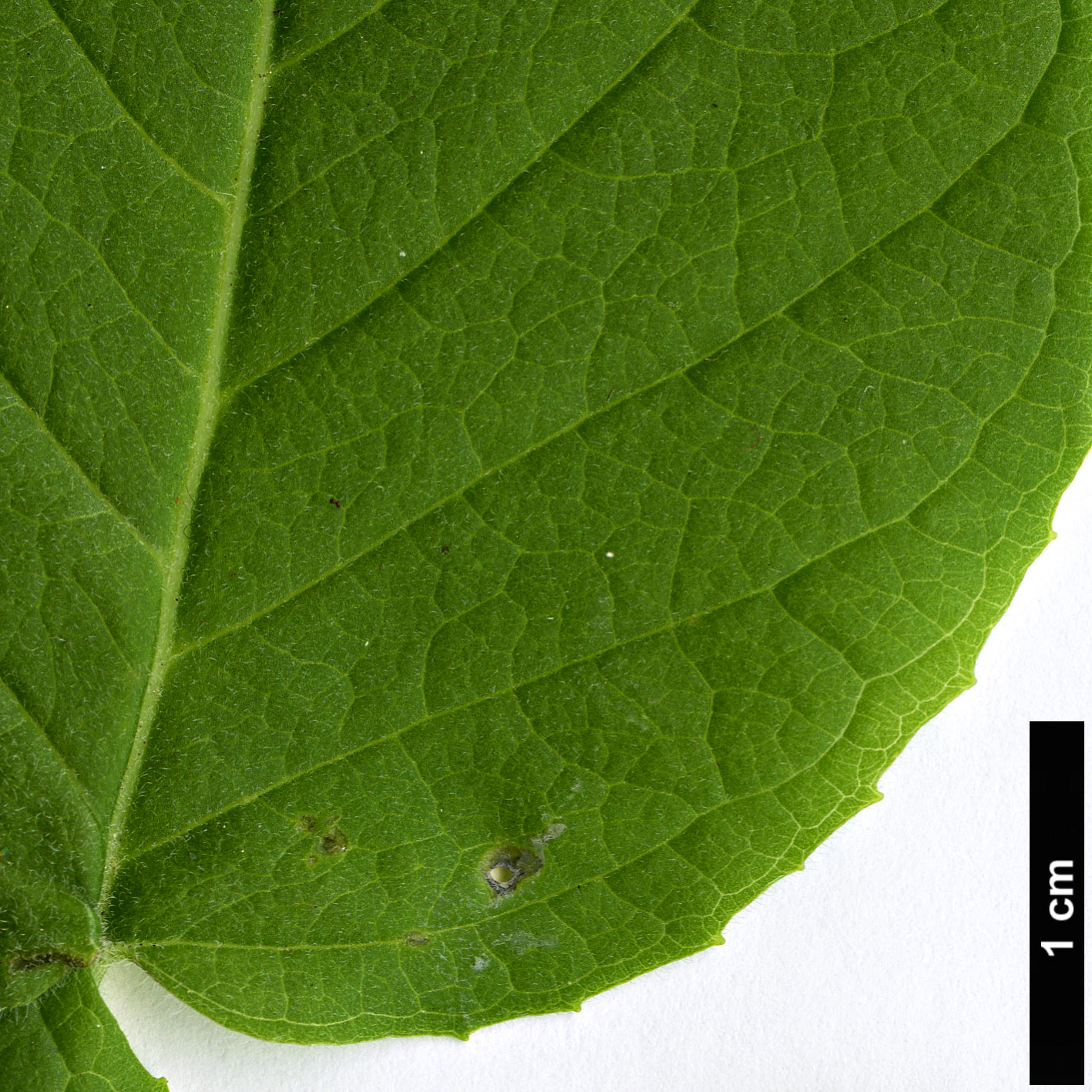 High resolution image: Family: Onagraceae - Genus: Fuchsia - Taxon: splendens