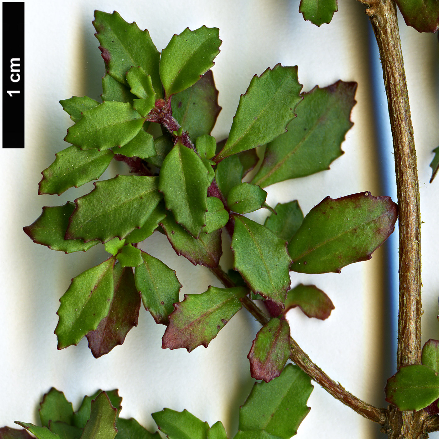 High resolution image: Family: Onagraceae - Genus: Fuchsia - Taxon: thymifolia
