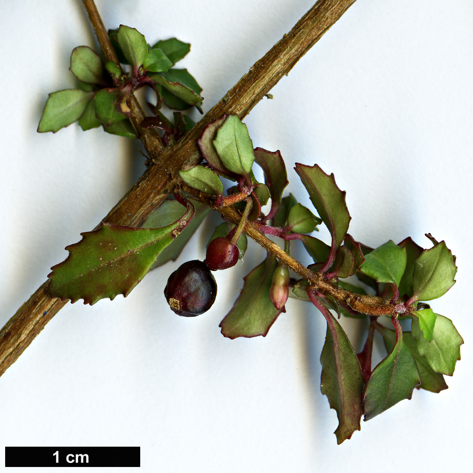 High resolution image: Family: Onagraceae - Genus: Fuchsia - Taxon: thymifolia